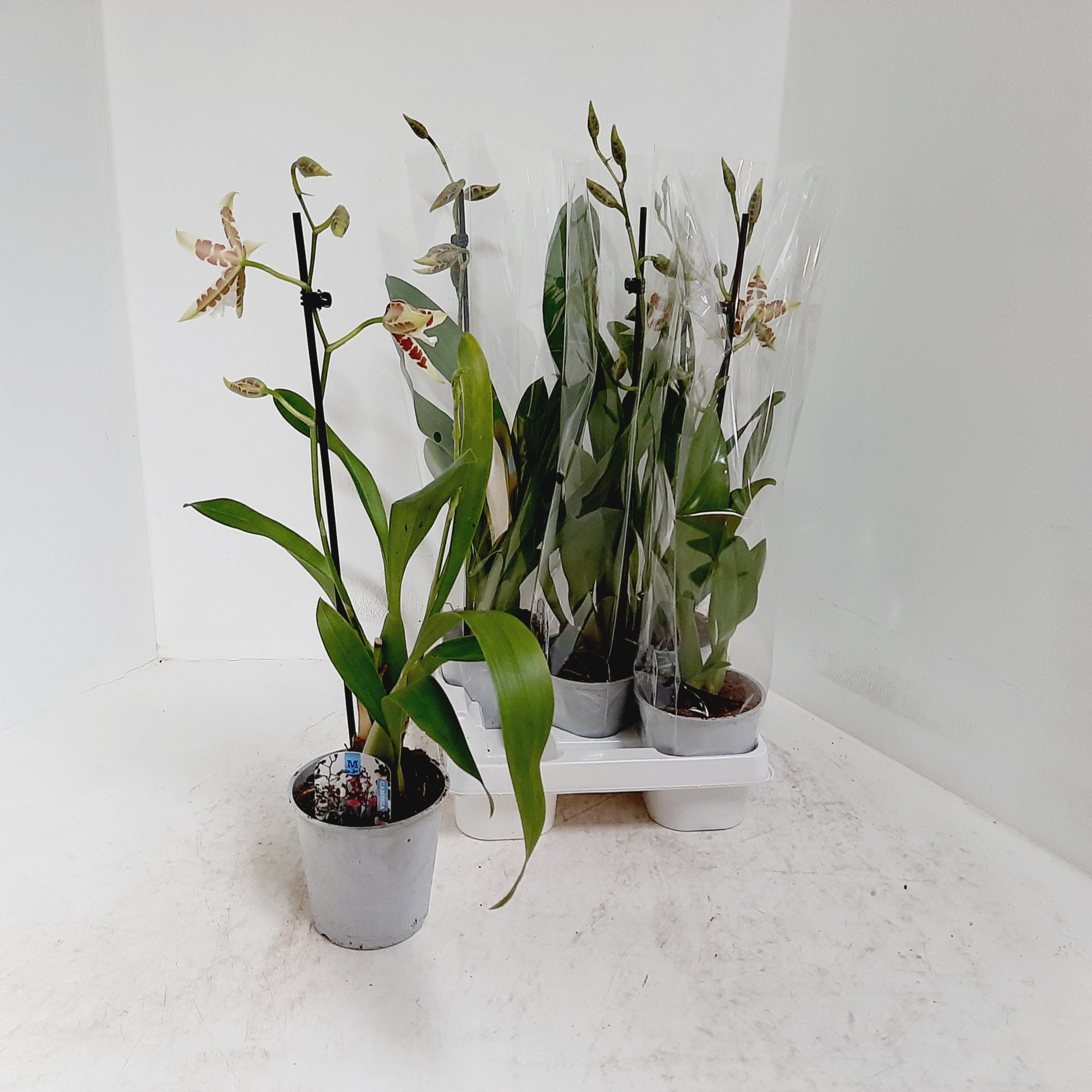 Renaissance white 1 tak, D 12 cm