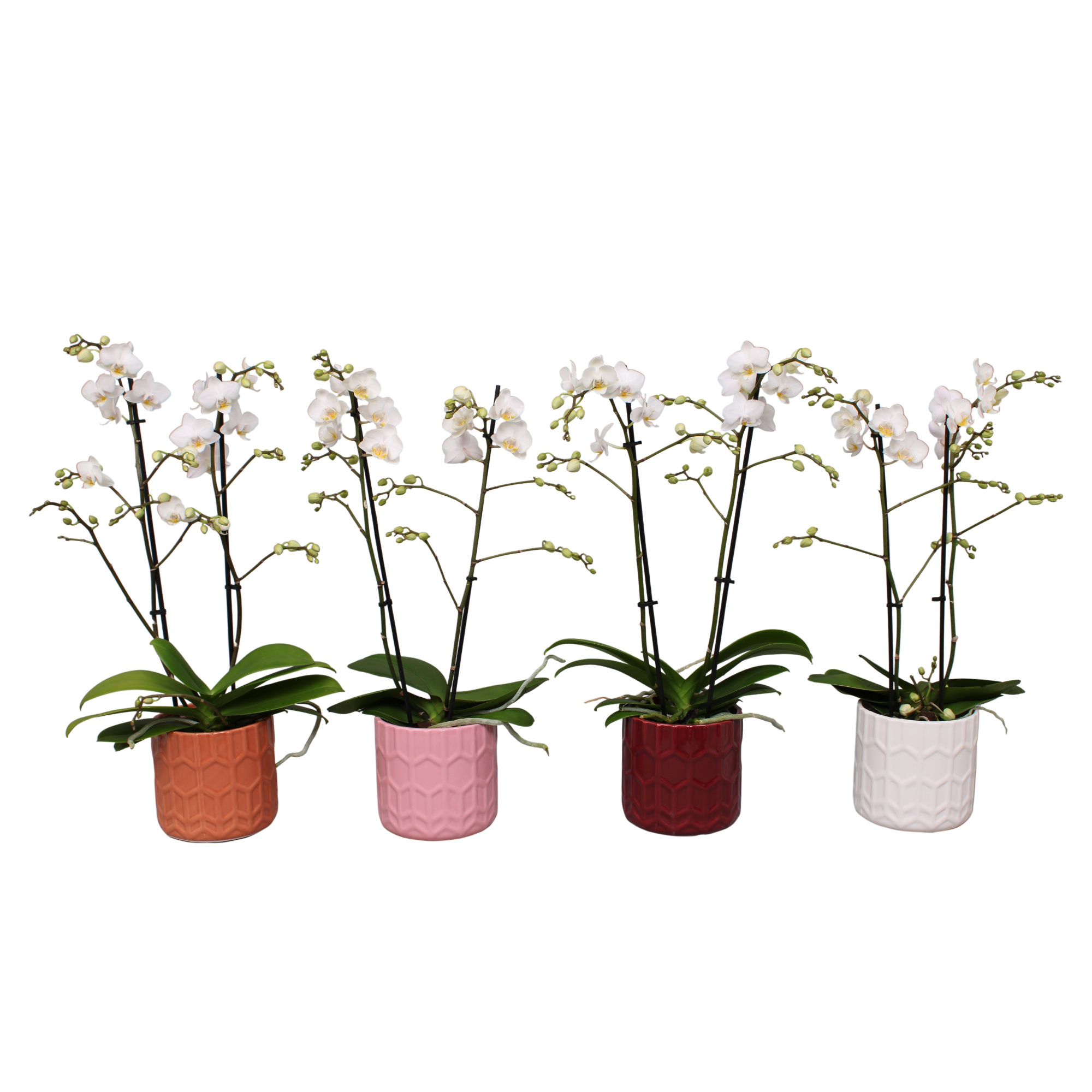 Phal. Multiflora 2-tak wit in keramiek BGC944, D 12 cm