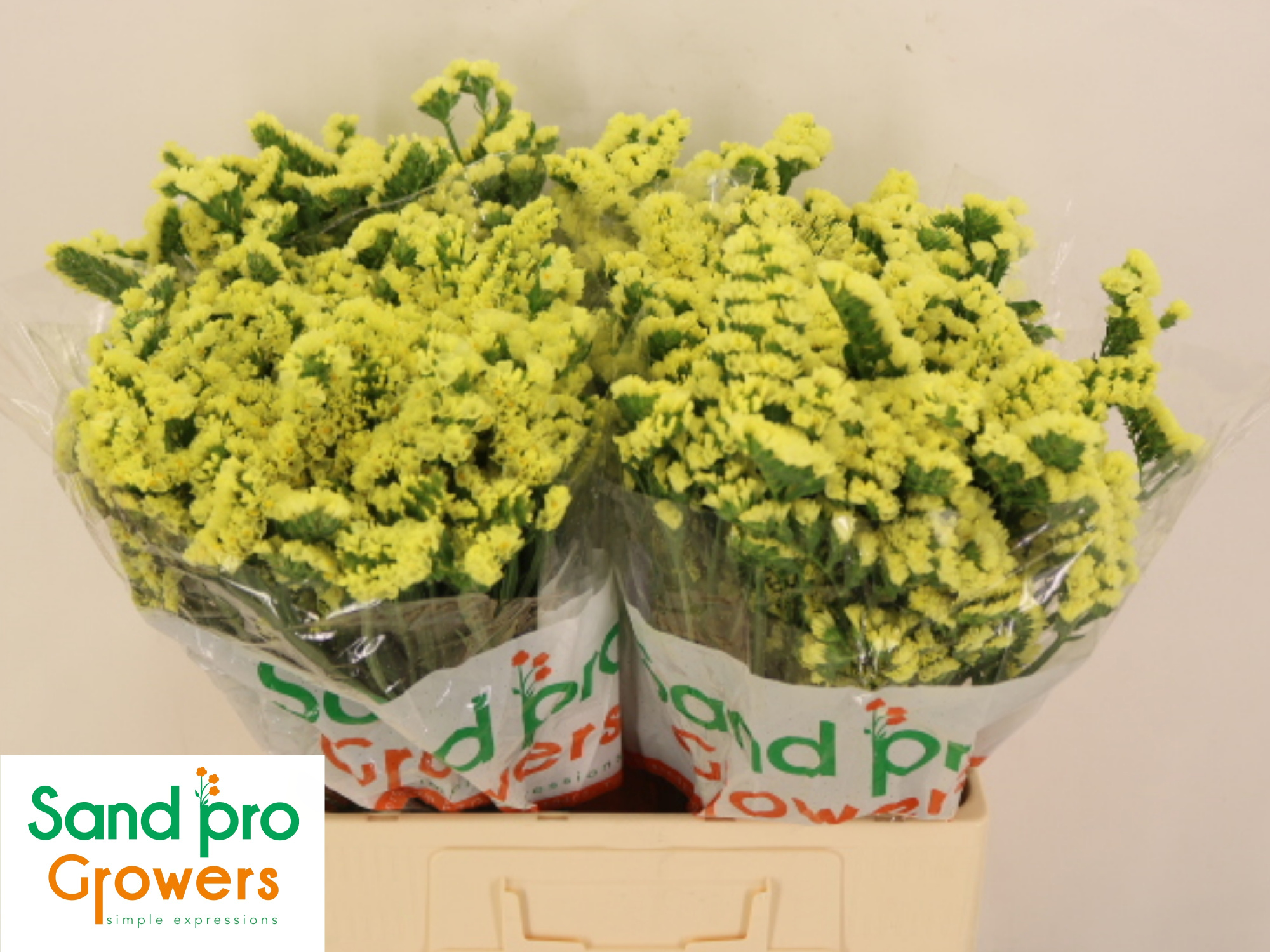 Статица Синует Макс Еллоу 60, шт.