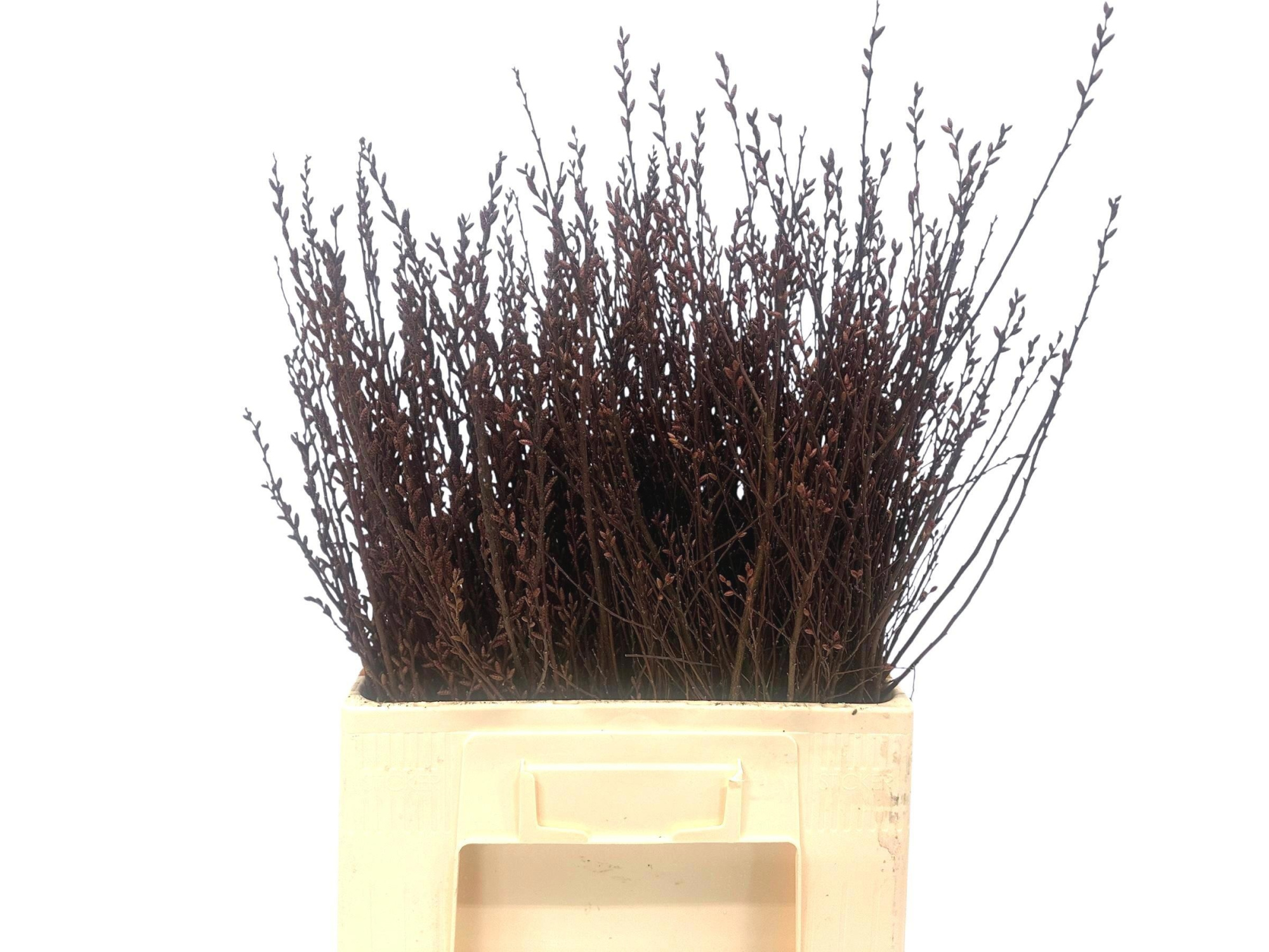 Мирика Гейл 60, шт.