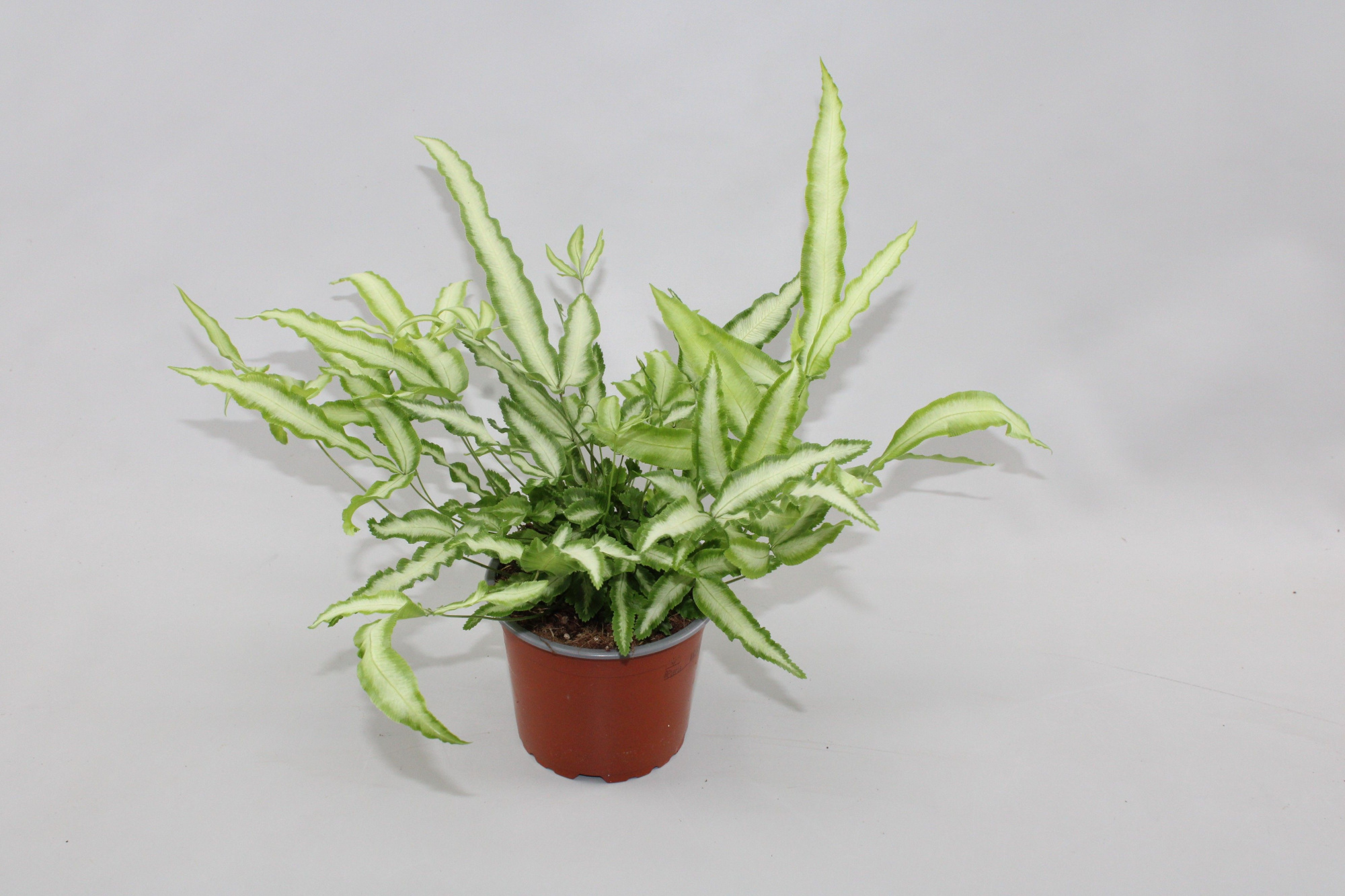 Pteris cretica 'Albolineata', D 12 cm