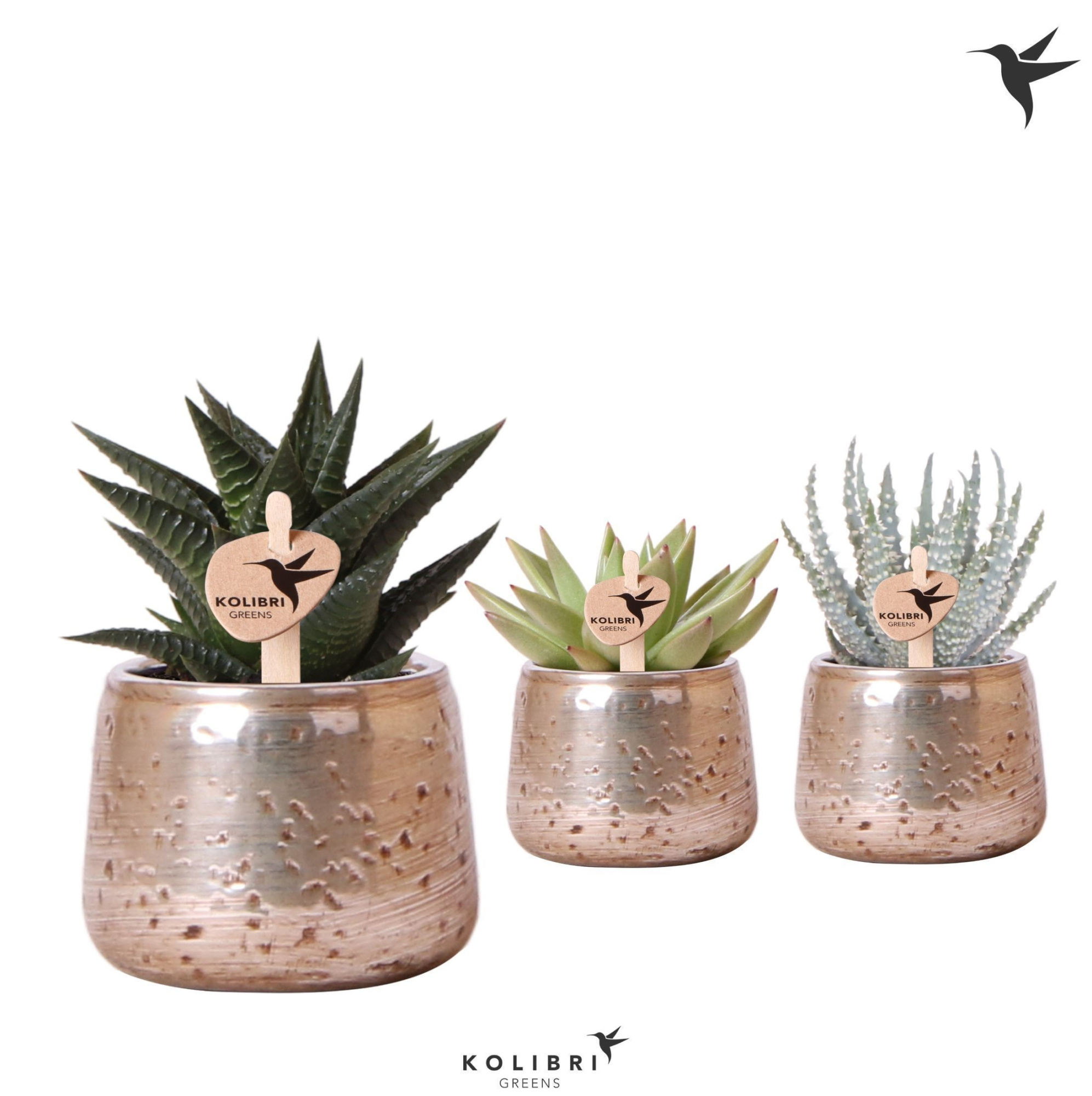 Kolibri Greens Succulenten mix in Luxury pot silver, D 6 cm