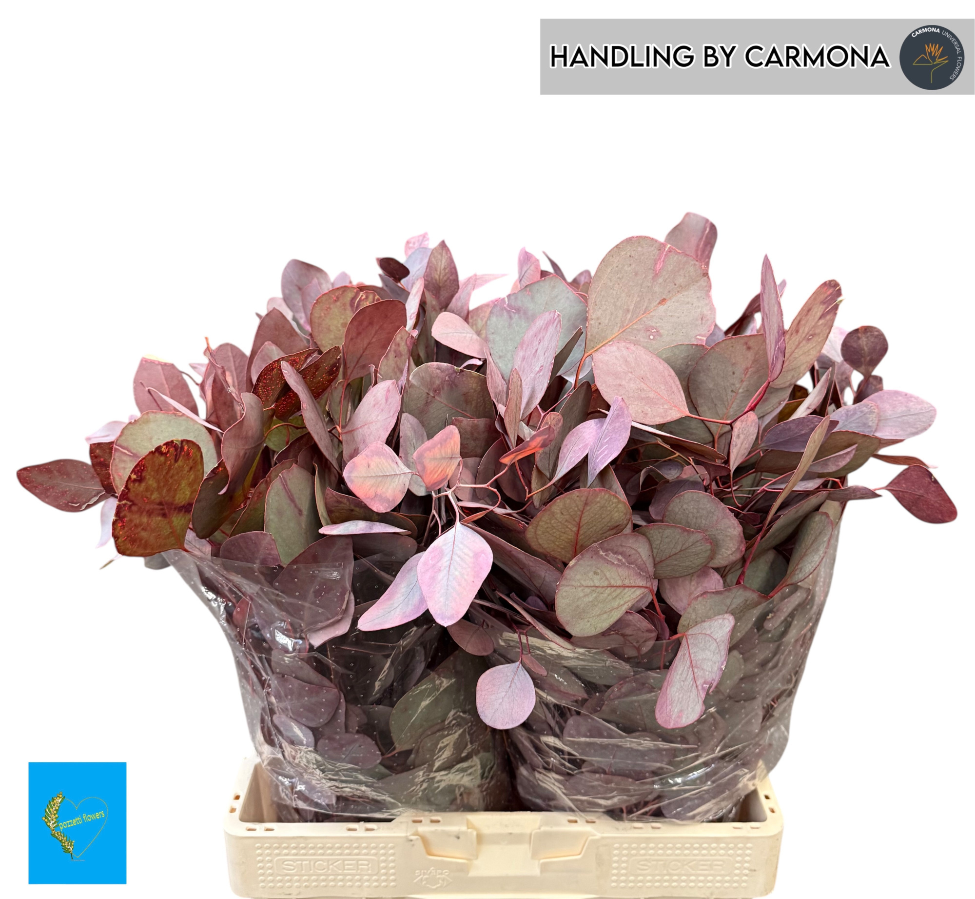 Эвкалипт Палиантемос Крашеный за пучок (краш. ) 70, пуч.