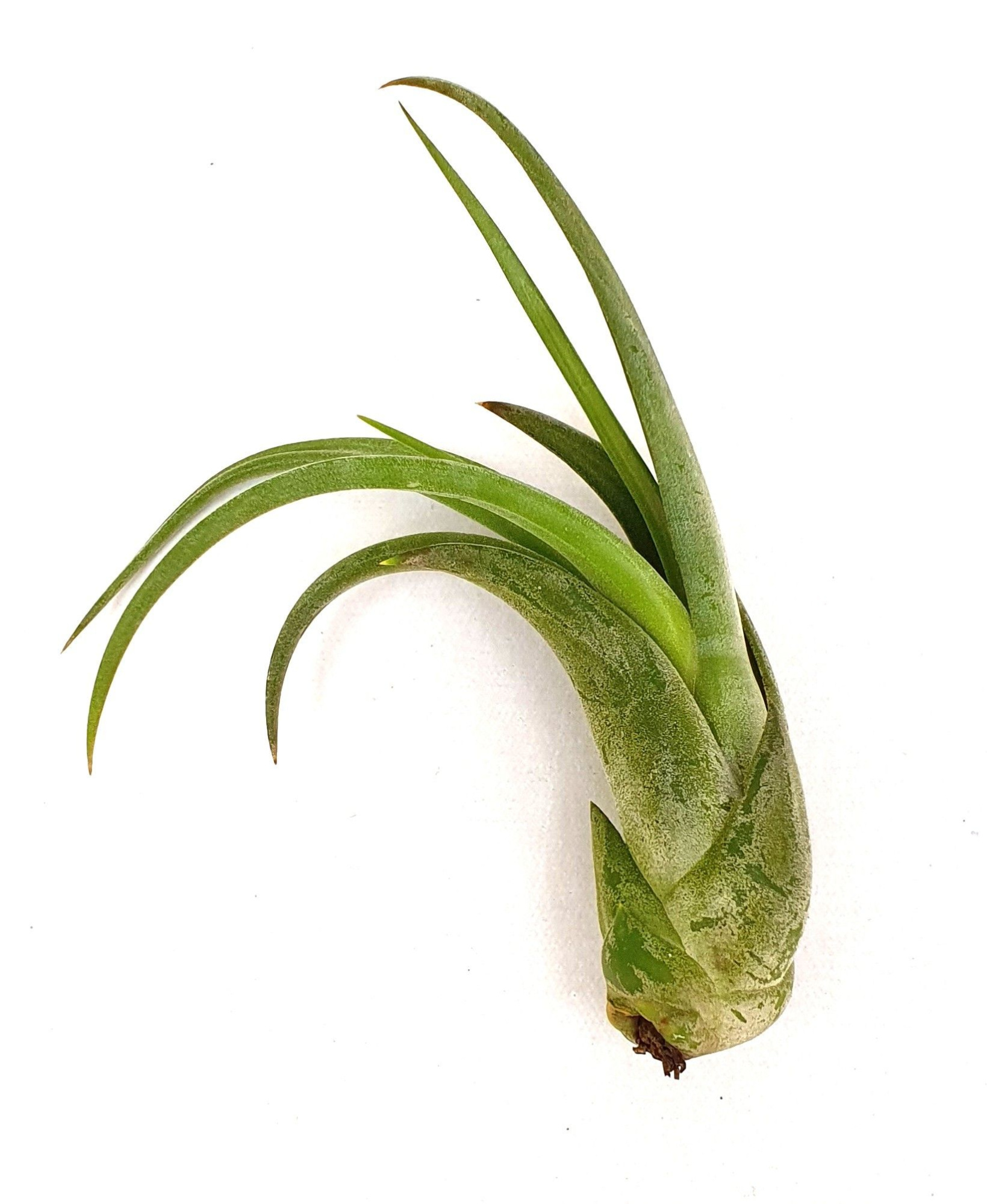 Tillandsia 'Circinata', D 13 cm
