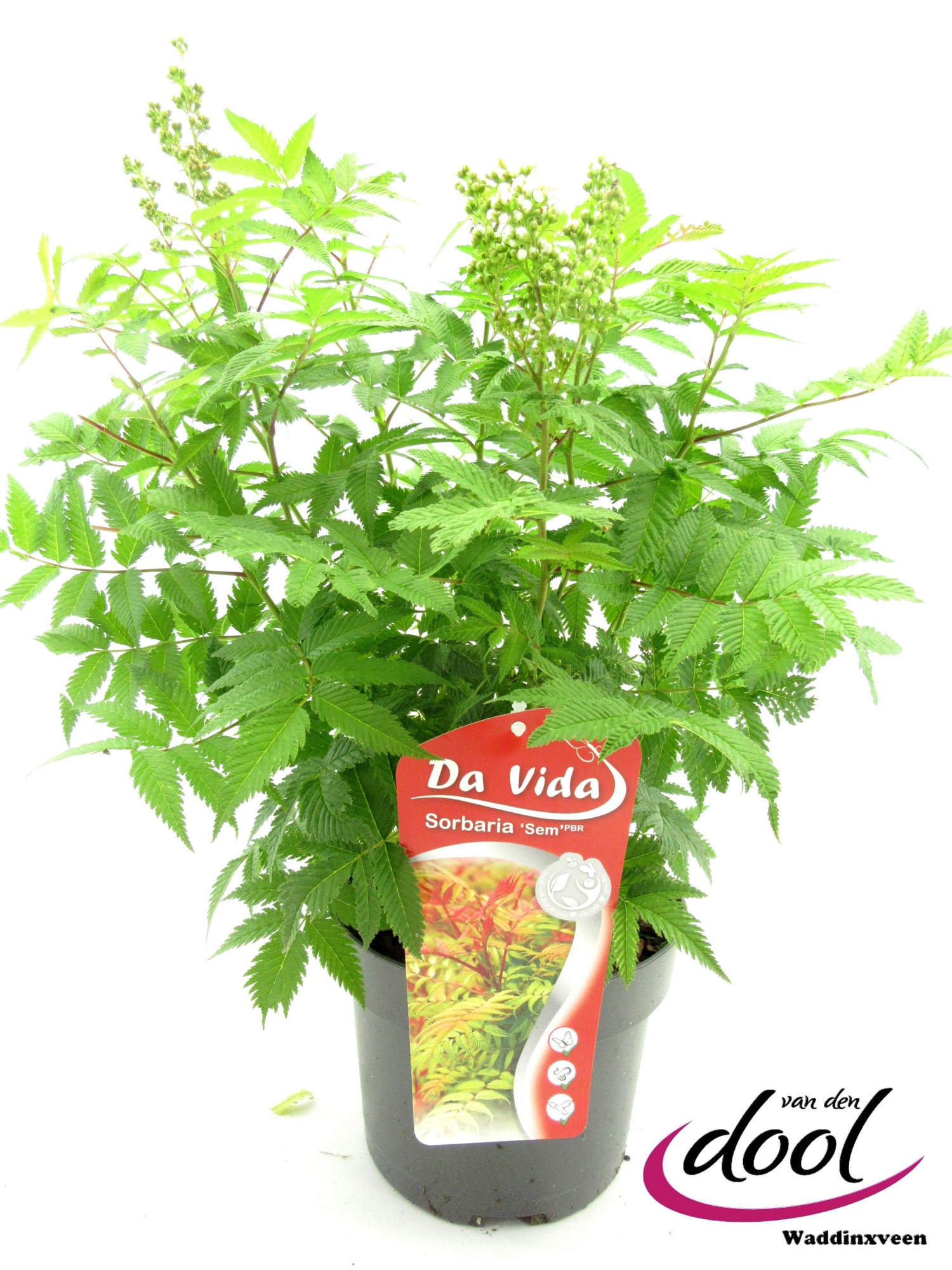 Sorbaria Sem, D 19 cm