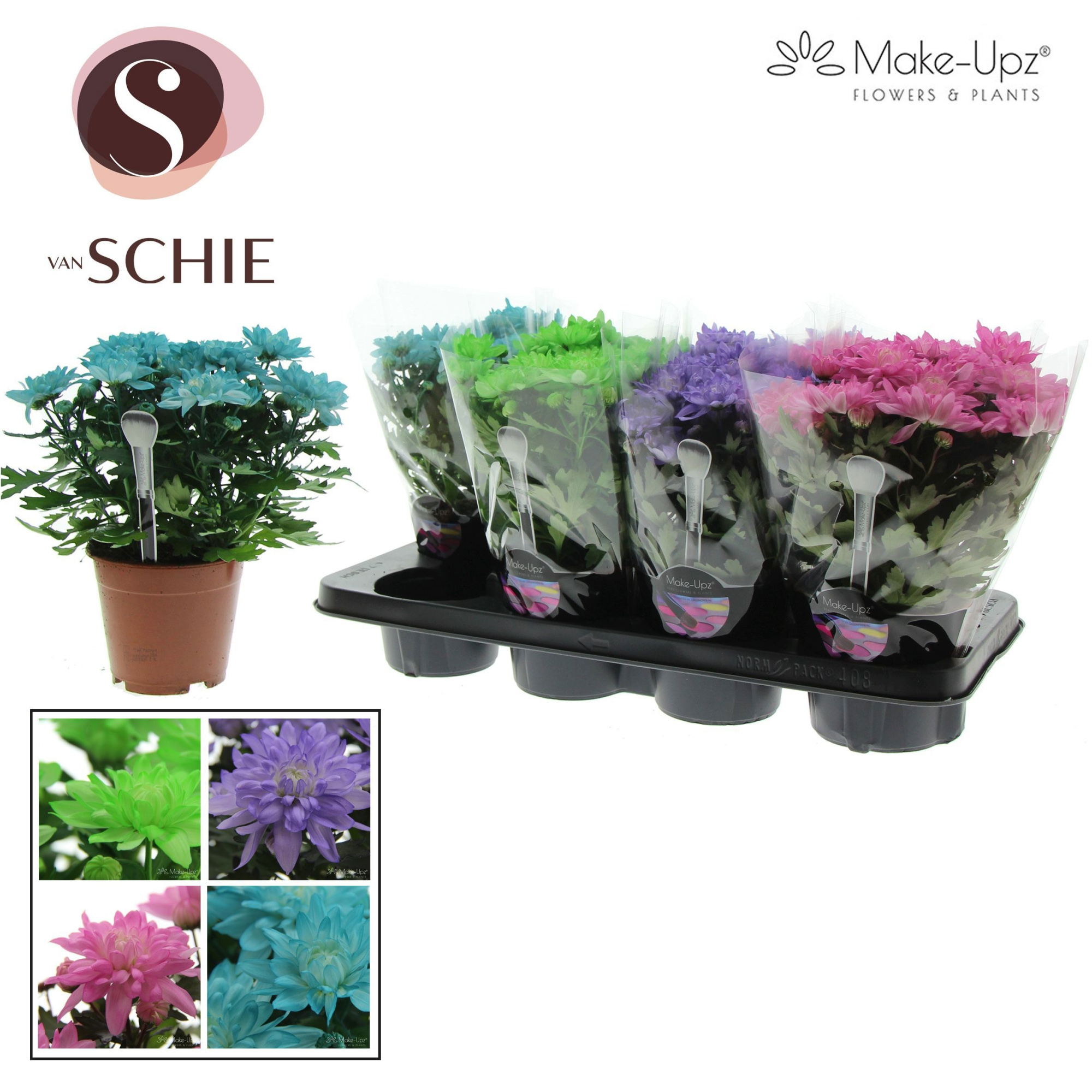 Ch Grandezza Make-Upz® UNO Mix I, D 13