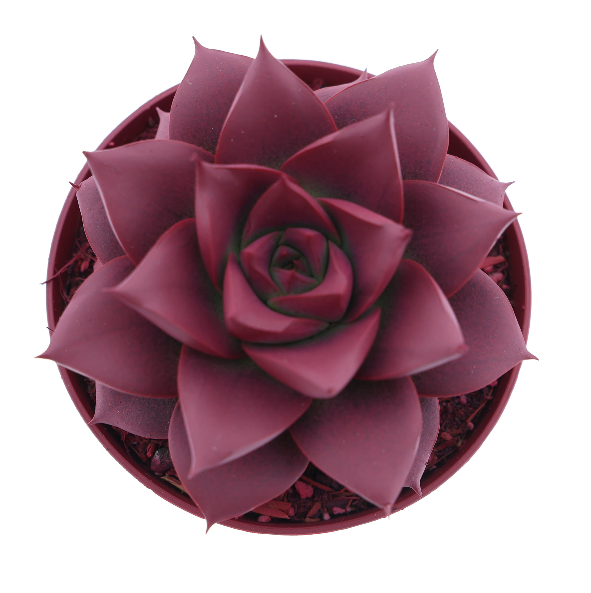 Rainbow purper bordeaux red, D 8,5 cm