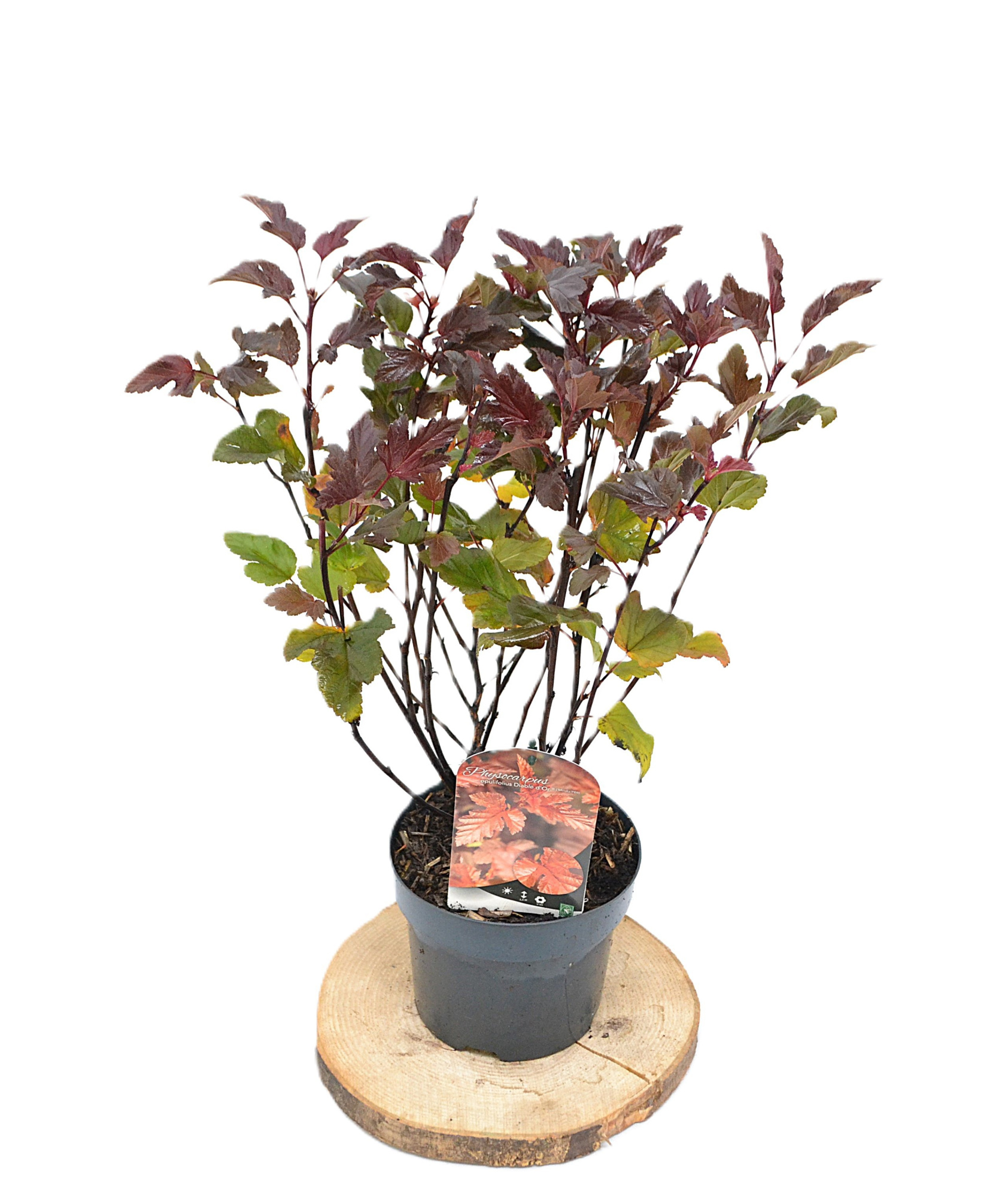 Physocarpus opulifolius Diable dÓr C3, D 19