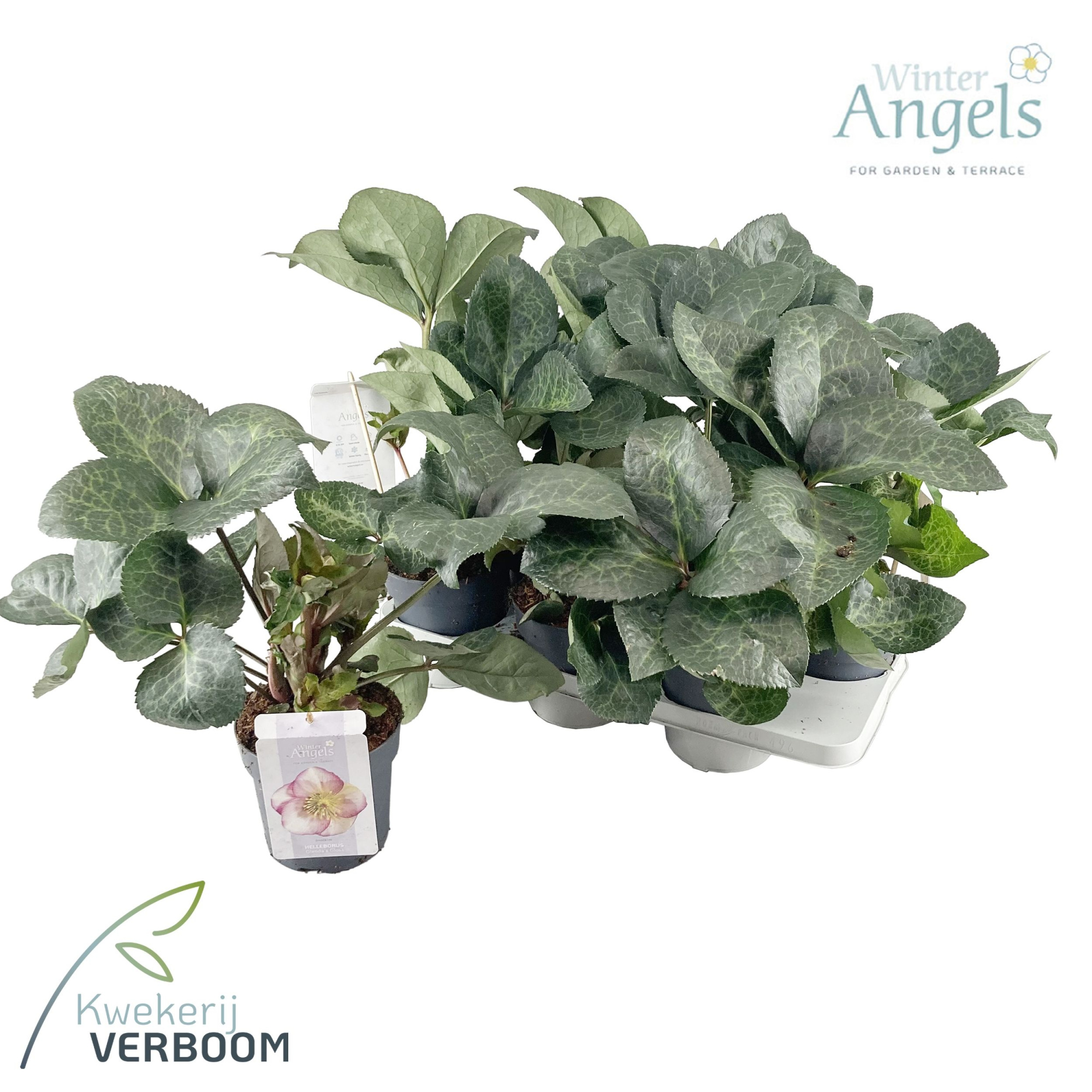 Helleborus Frostkiss Glenda's Gloss p15 GROEN, D 15 cm