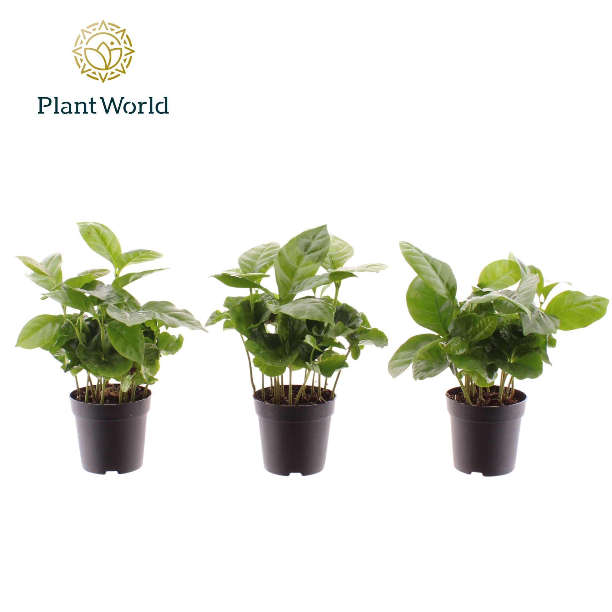 Coffea Arabica 7 cm, D 7 cm