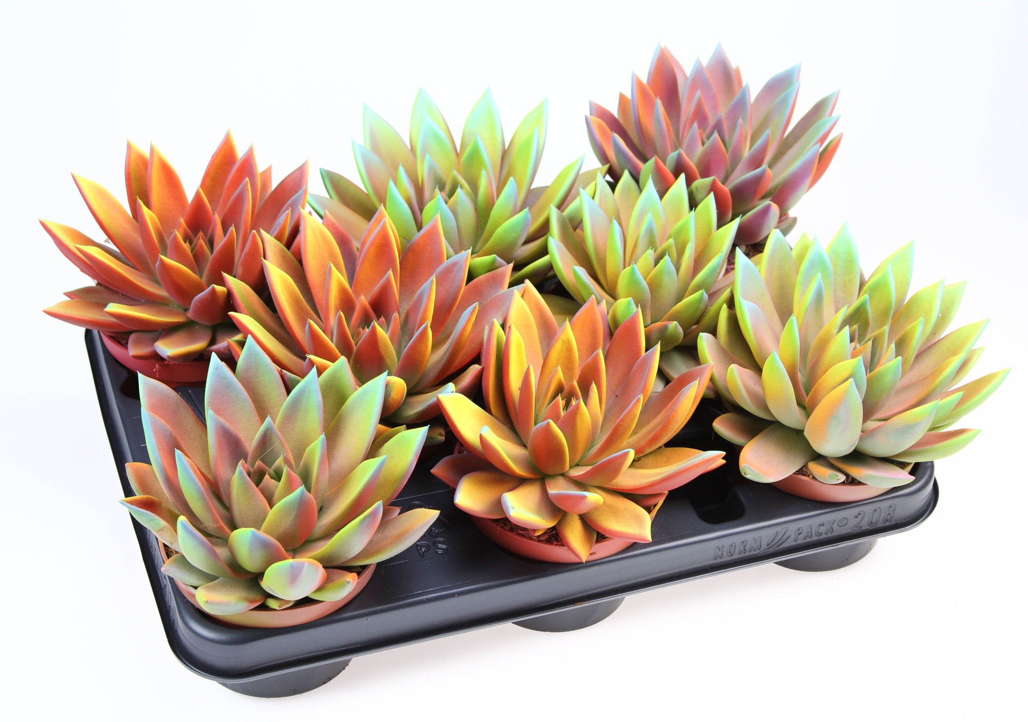 Miranda chameleon special, D 10,5 cm