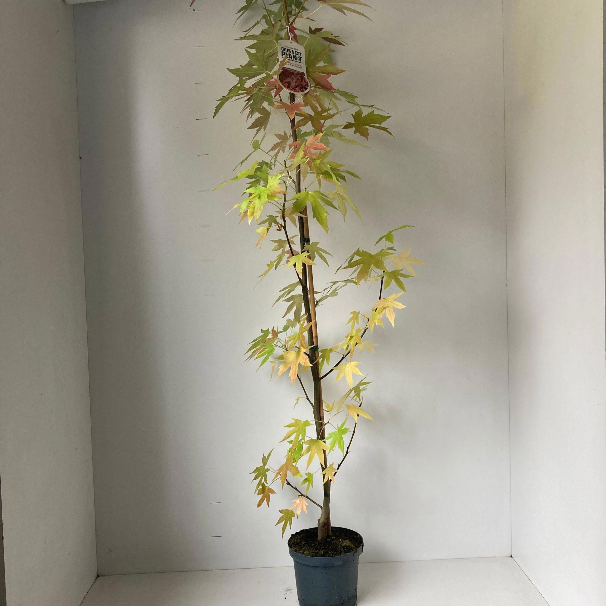 Liquidambar styr. 'Worplesdon' - 175-200 cm, D 19 cm