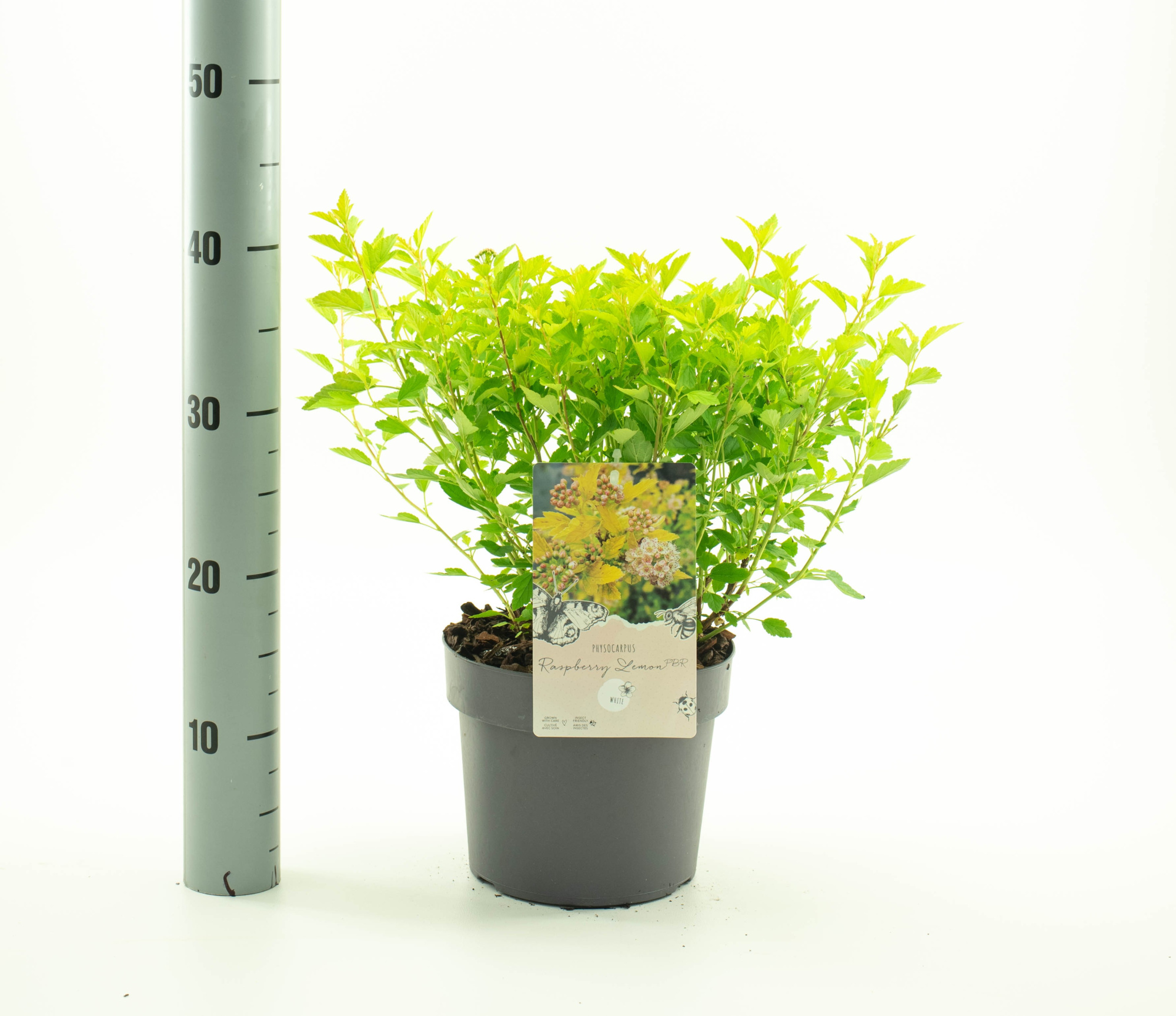 Physocarpus op. 'Raspberry Lemon' pbr, D 19 cm