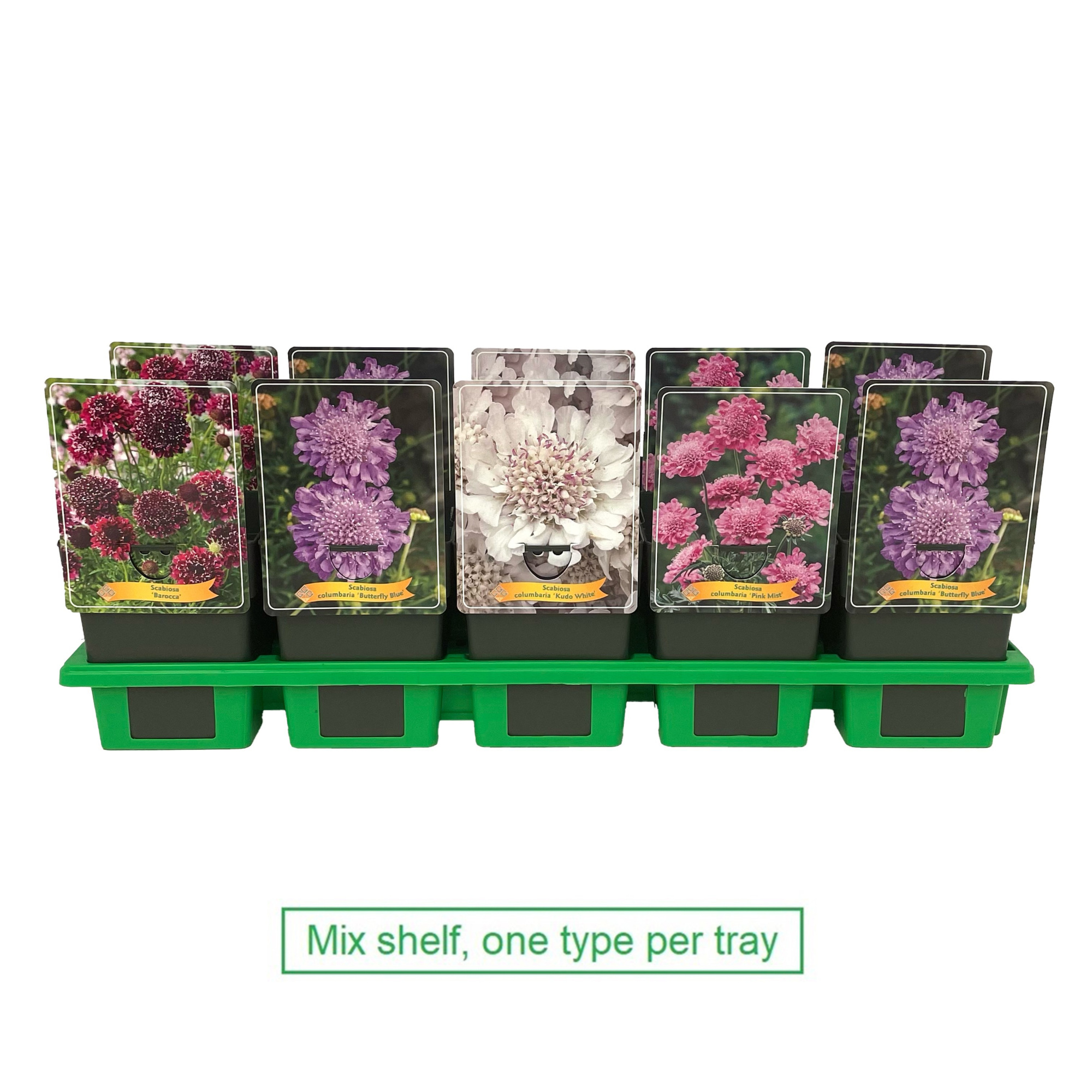 Scabiosa mix per laag P11, D 11 cm