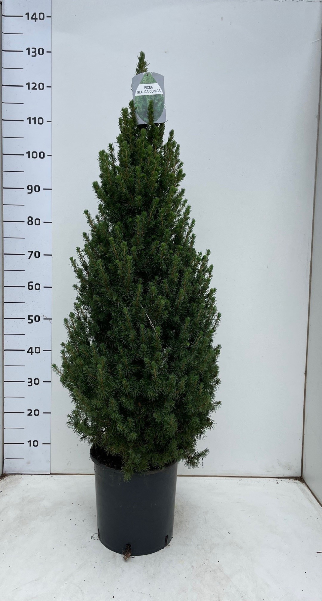 Picea glauca Concia 'December' 90-100 7.5L, D 24 cm