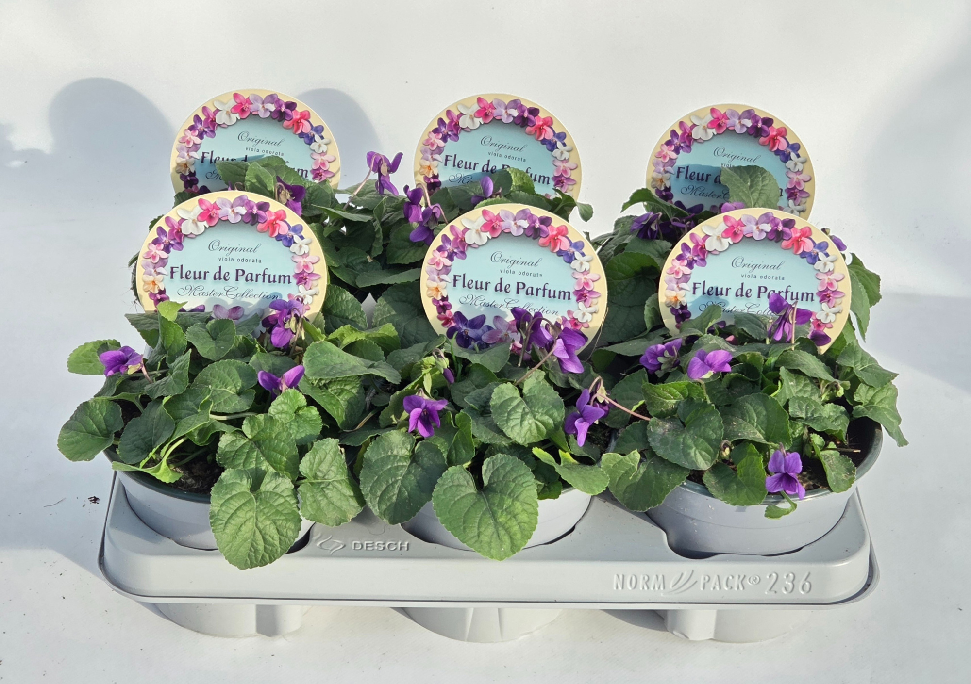 Viola Odorata 14cm, D 14