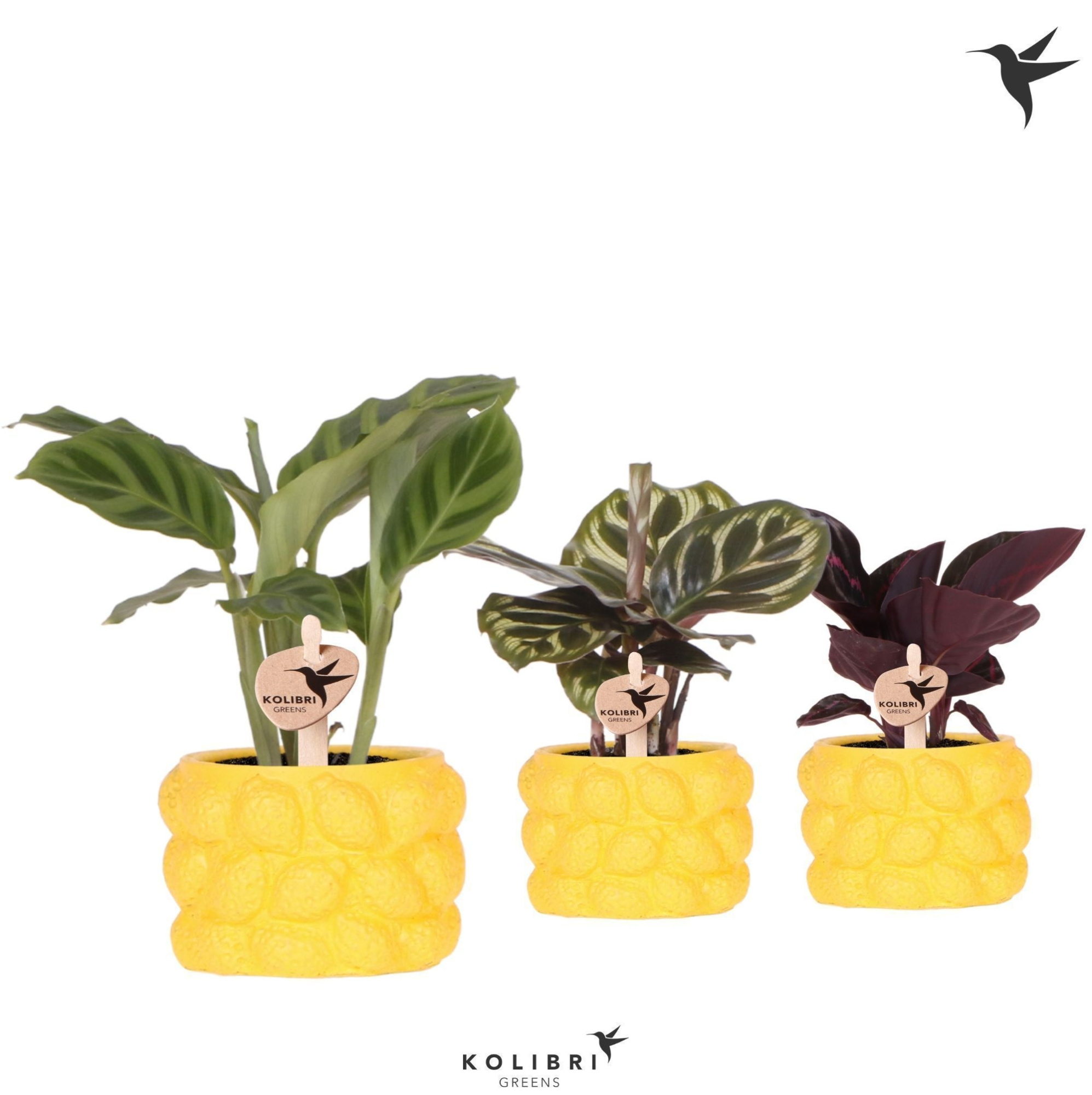 Kolibri Greens Calathea mix in Citrus pot yellow, D 6