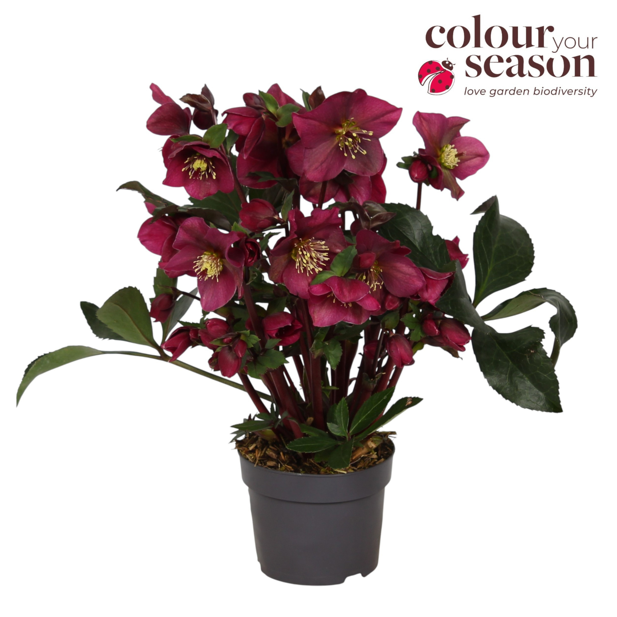 Helleborus Winter Sparkle Red P13, D 13