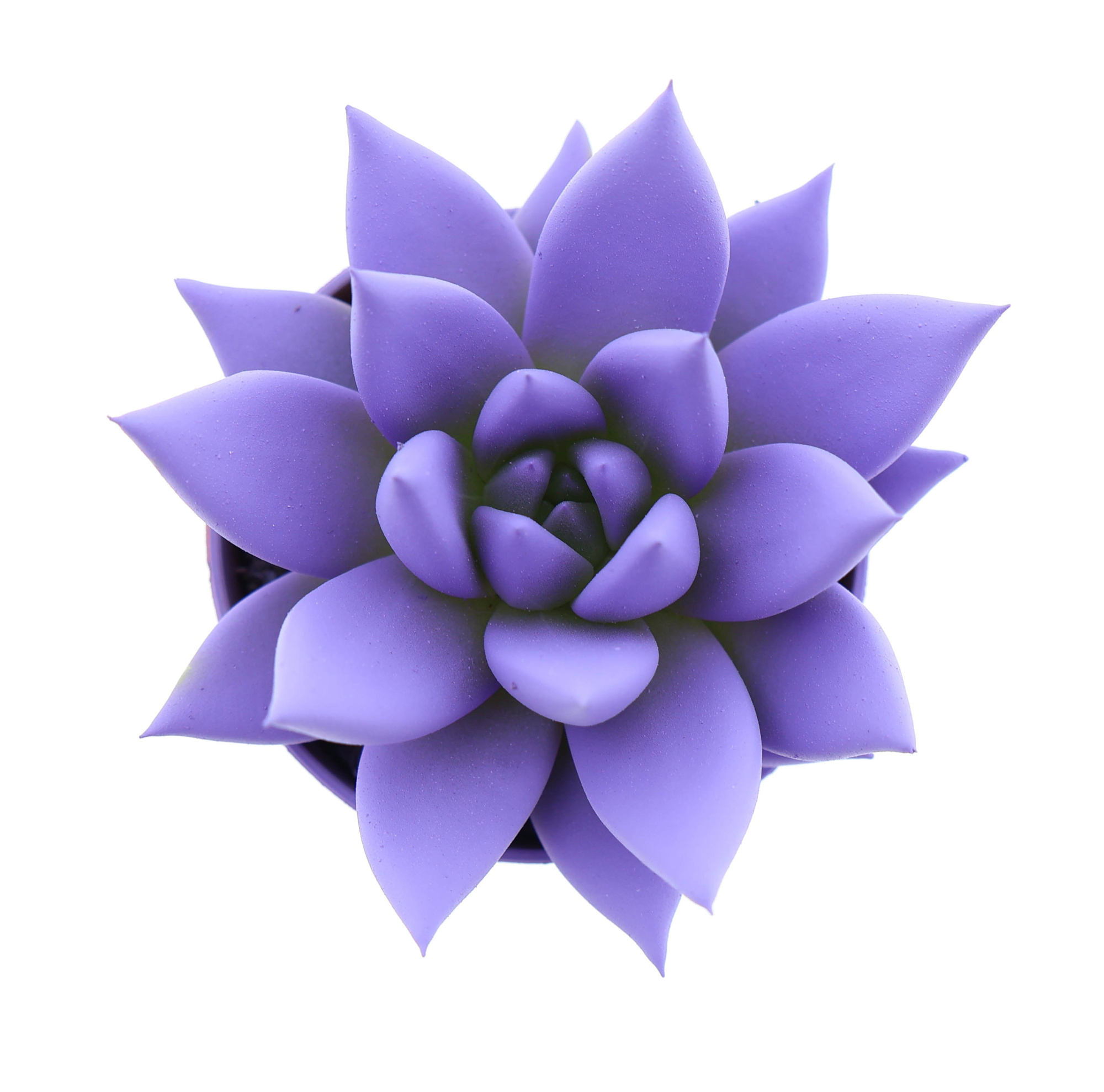 Rainbow dark milka, D 5,5 cm