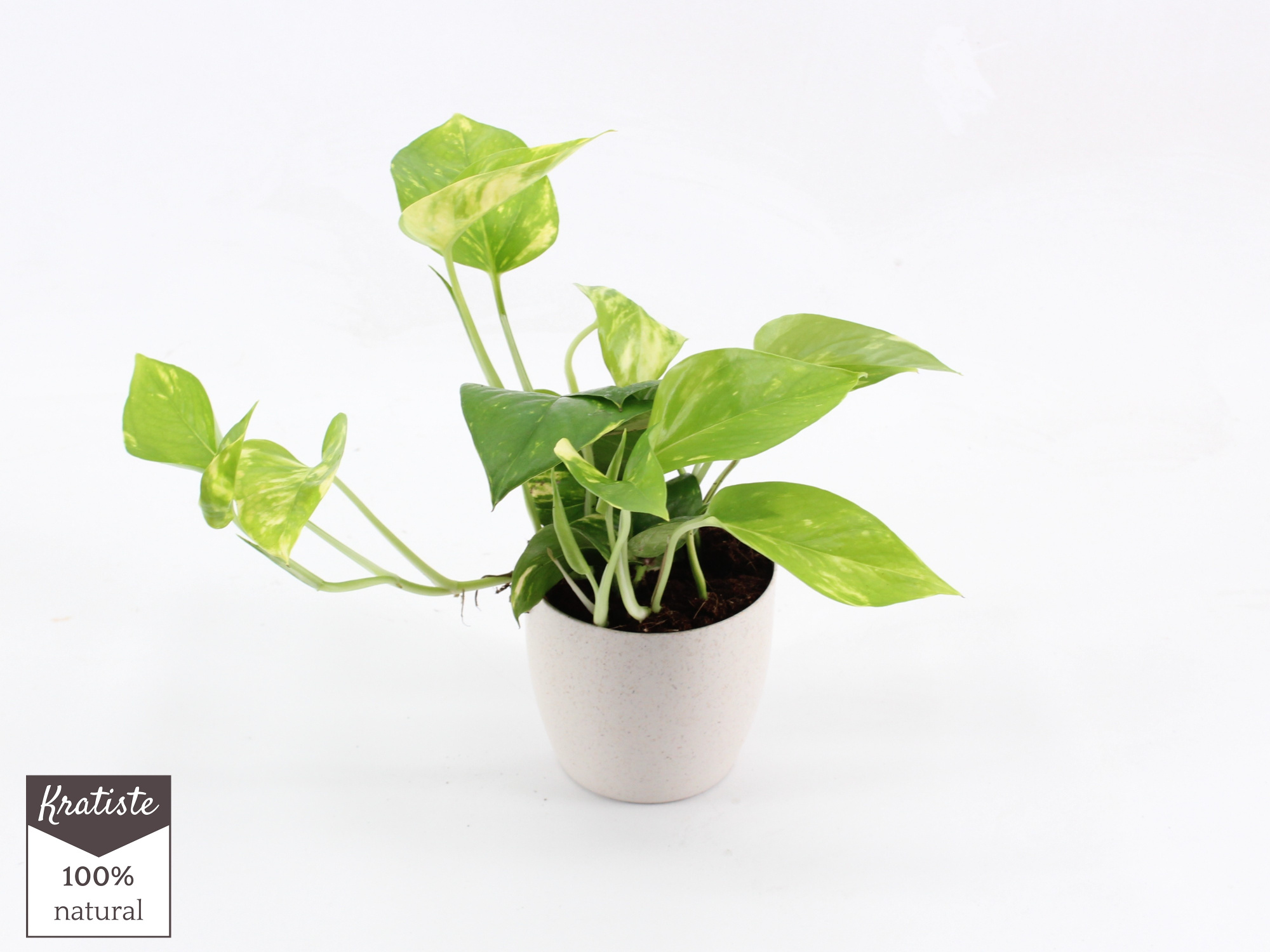 epipremnum aureum bio pot, D 12