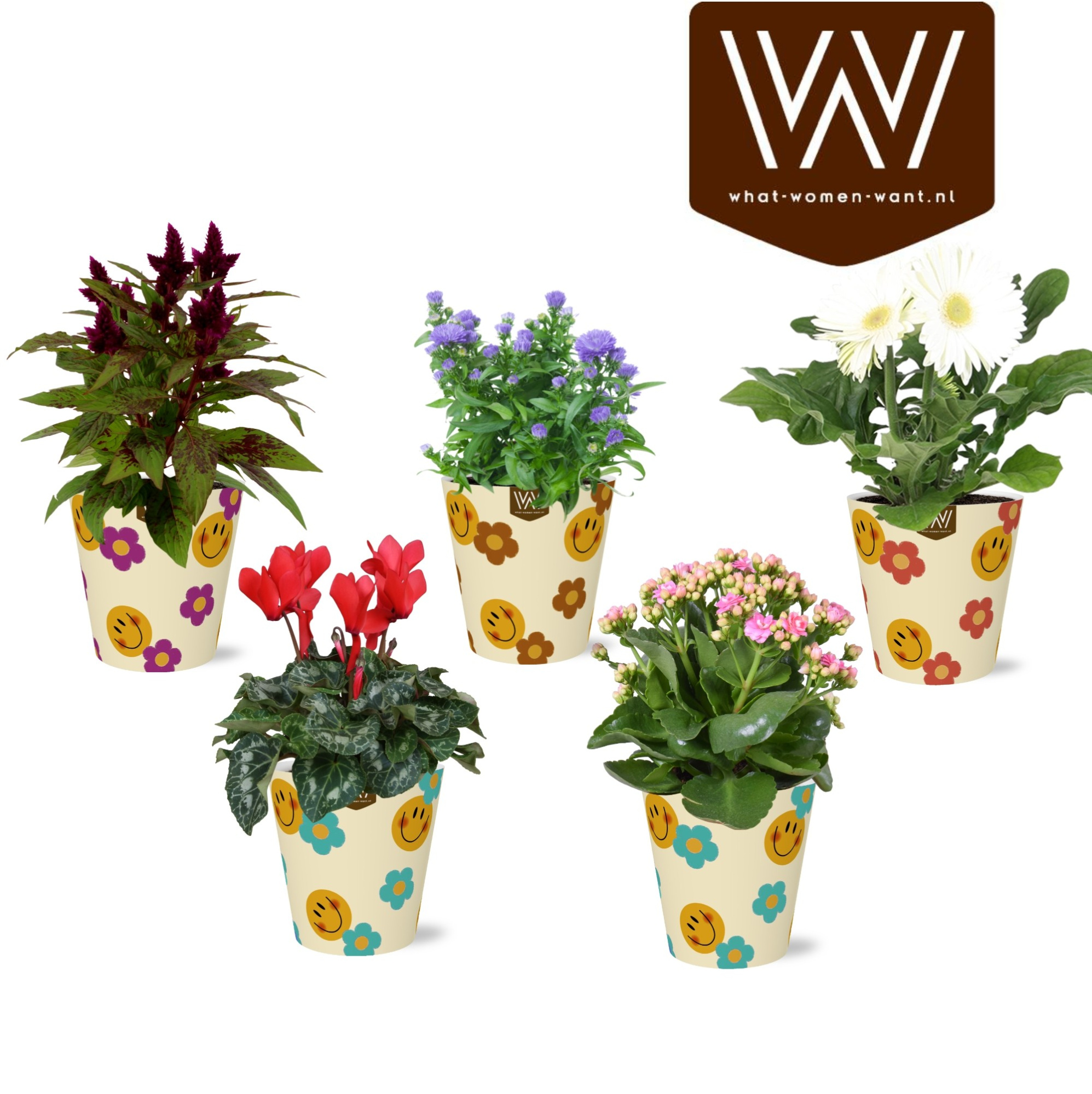 Collectie 'Fruity Blend ' Bloeimix in smartcup Smiley 5 soorten, D 12