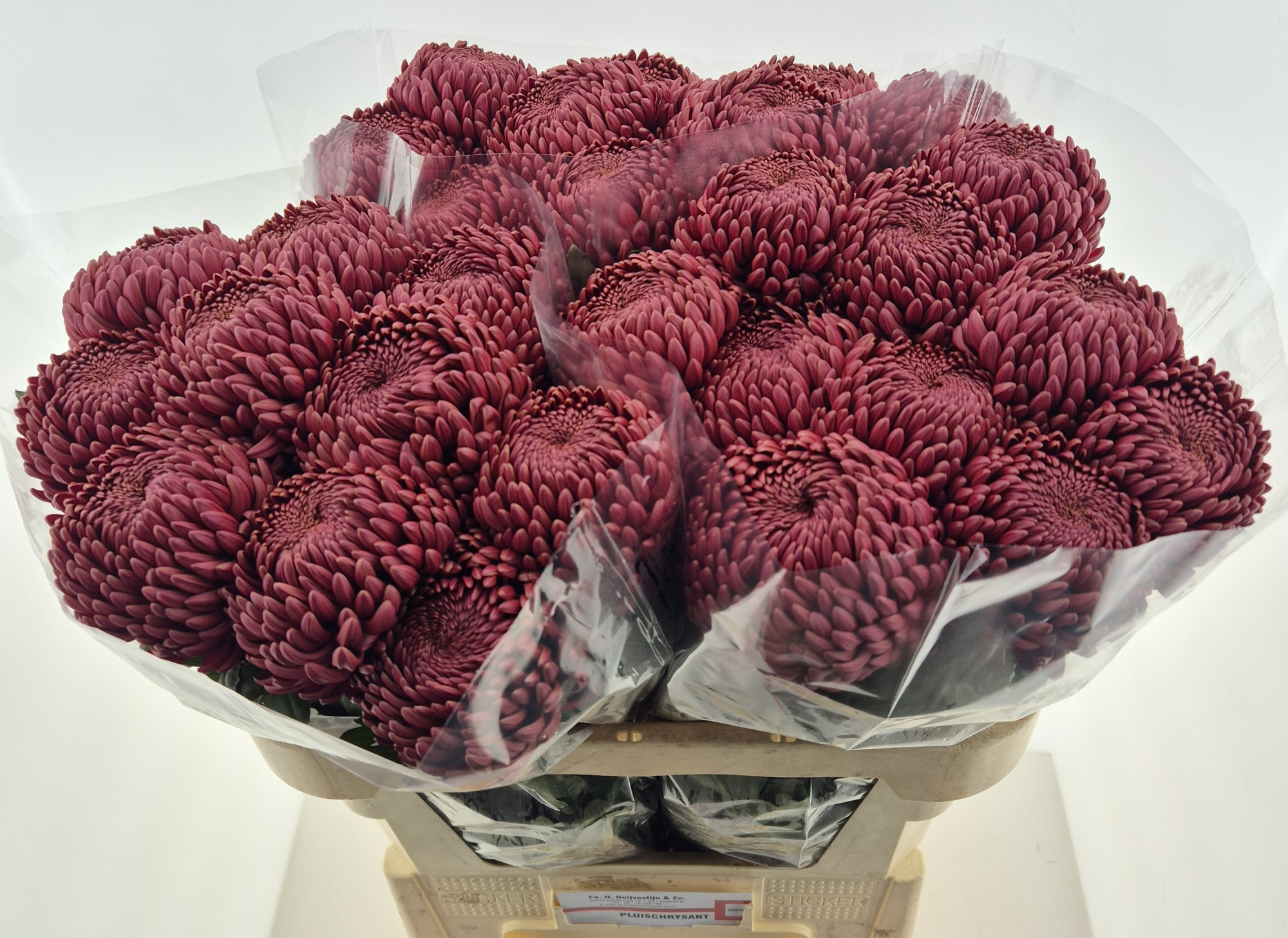 Хризантема од. Бигуди Рэд 75, шт.