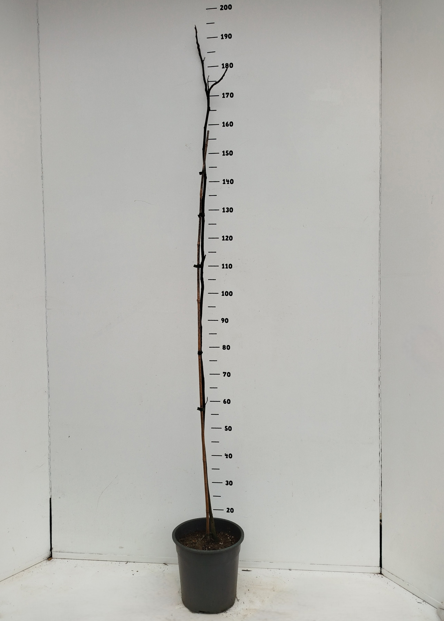 Carya illinoinensis, D 24