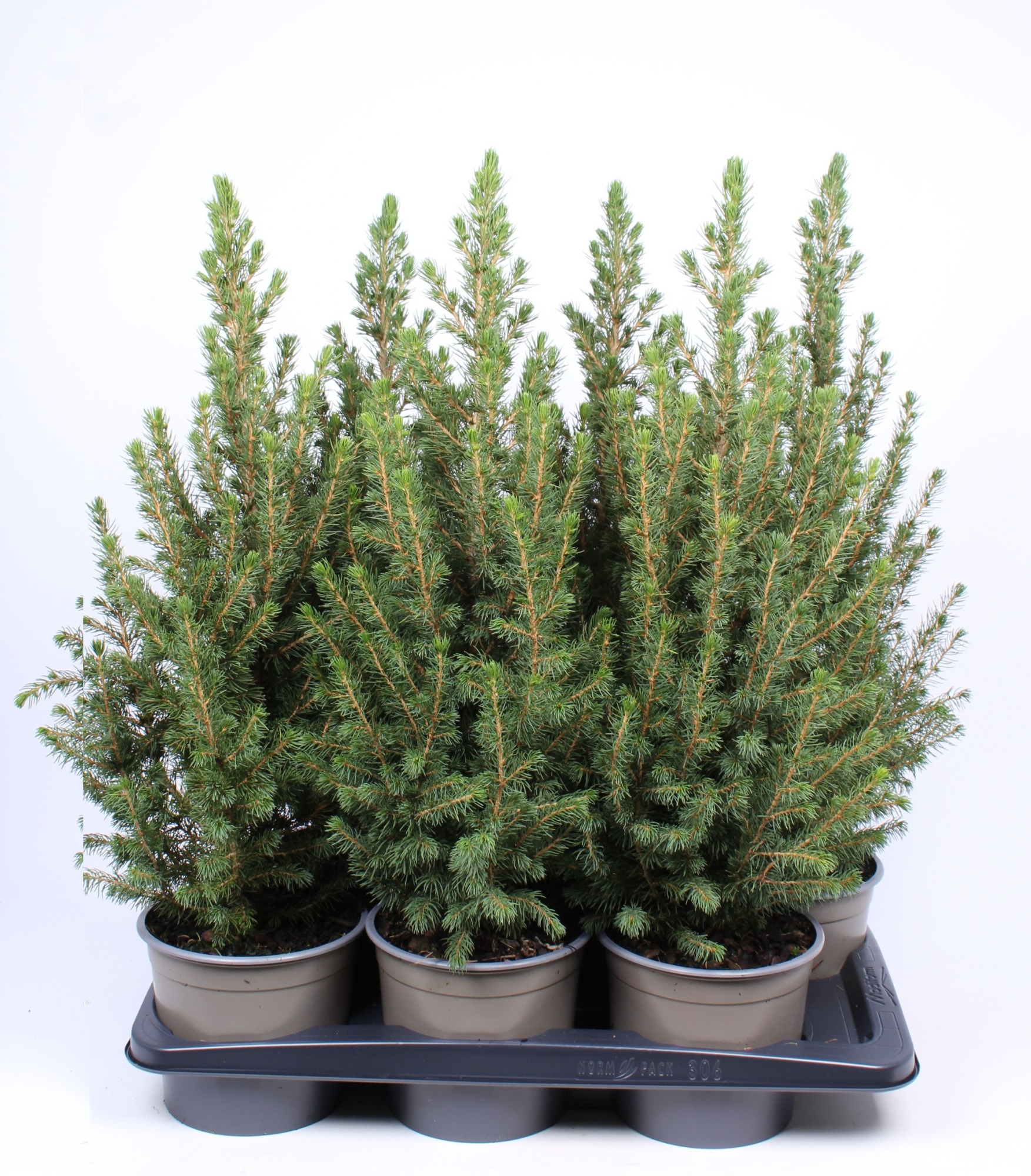 Picea glauca 'Conica', D 17 cm