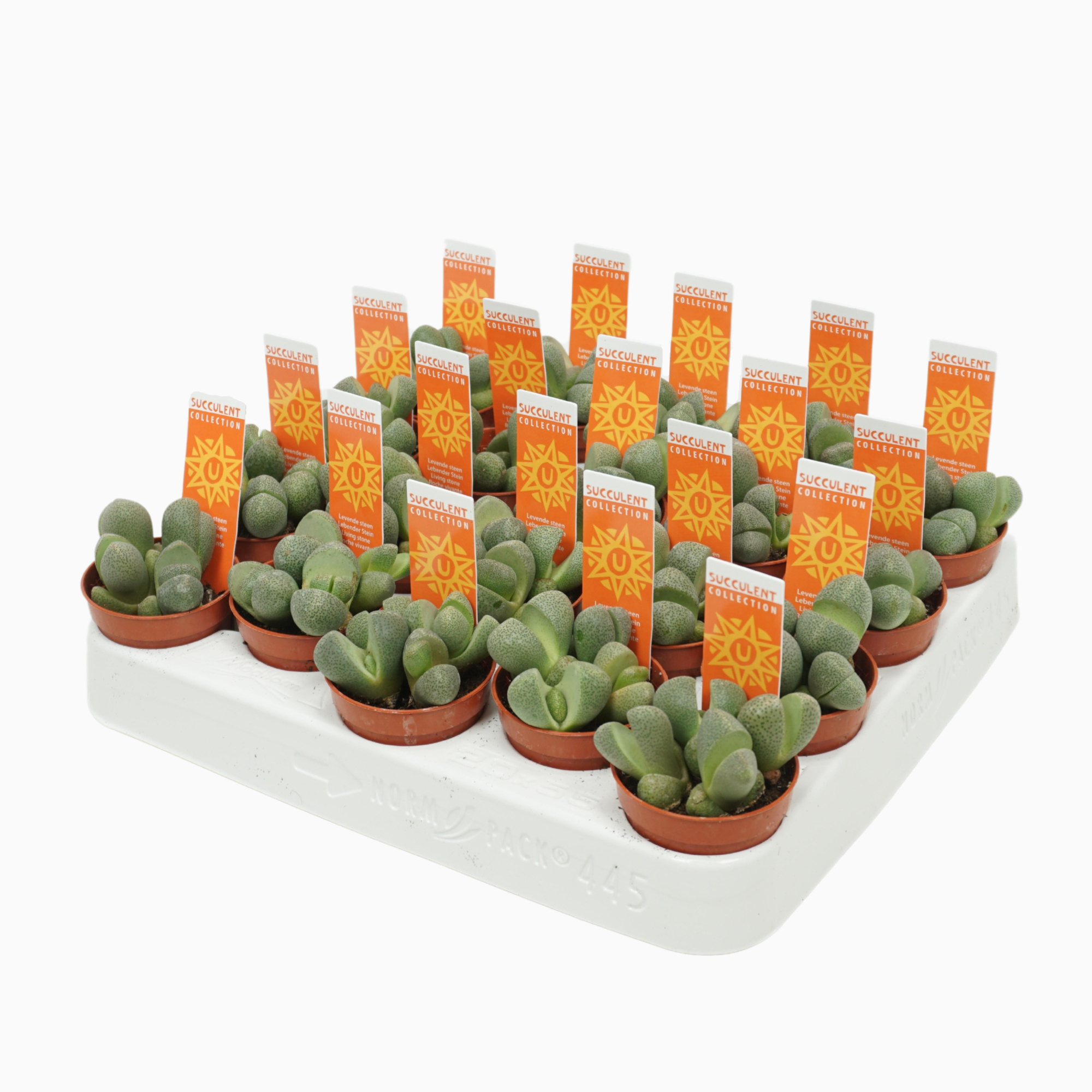 Levende stenen 5,5 cm pleiospilos nellii met etiket, D 5,5