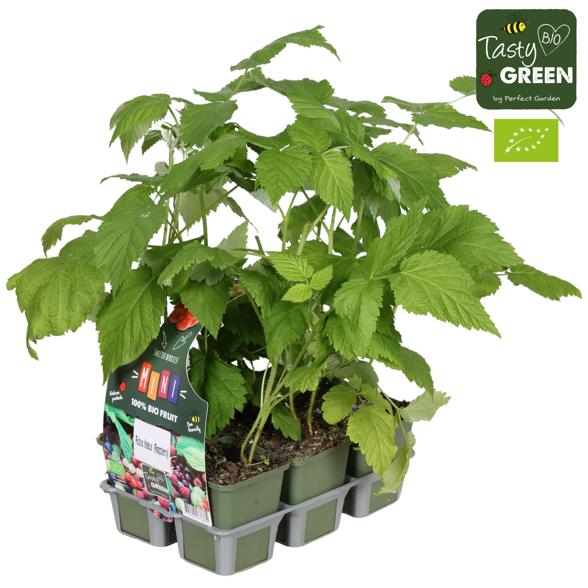 Rubus mix 6-pack bio P9, D 9 cm