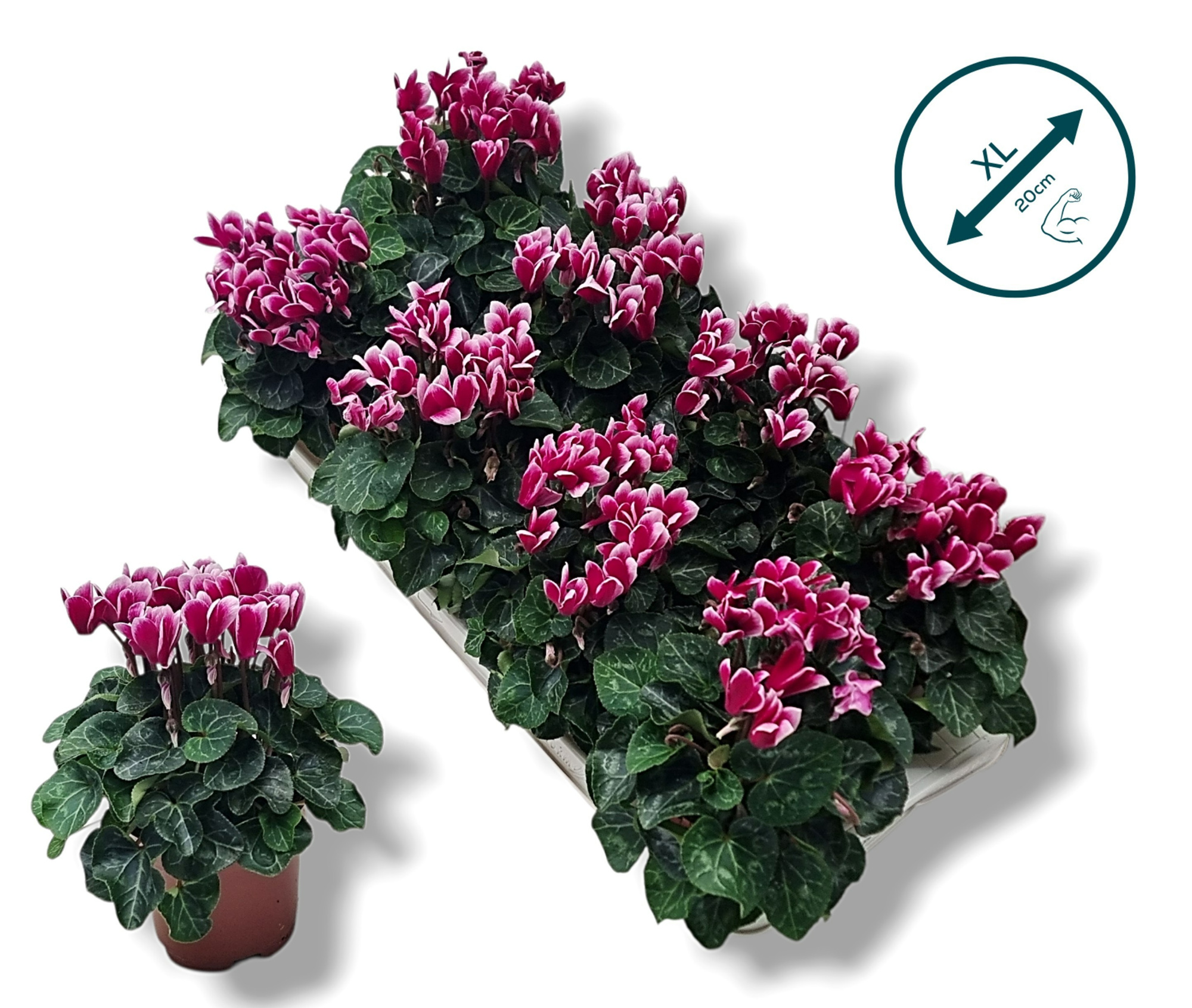 Cyclamen-FANTASIA PAARS, D 10,5