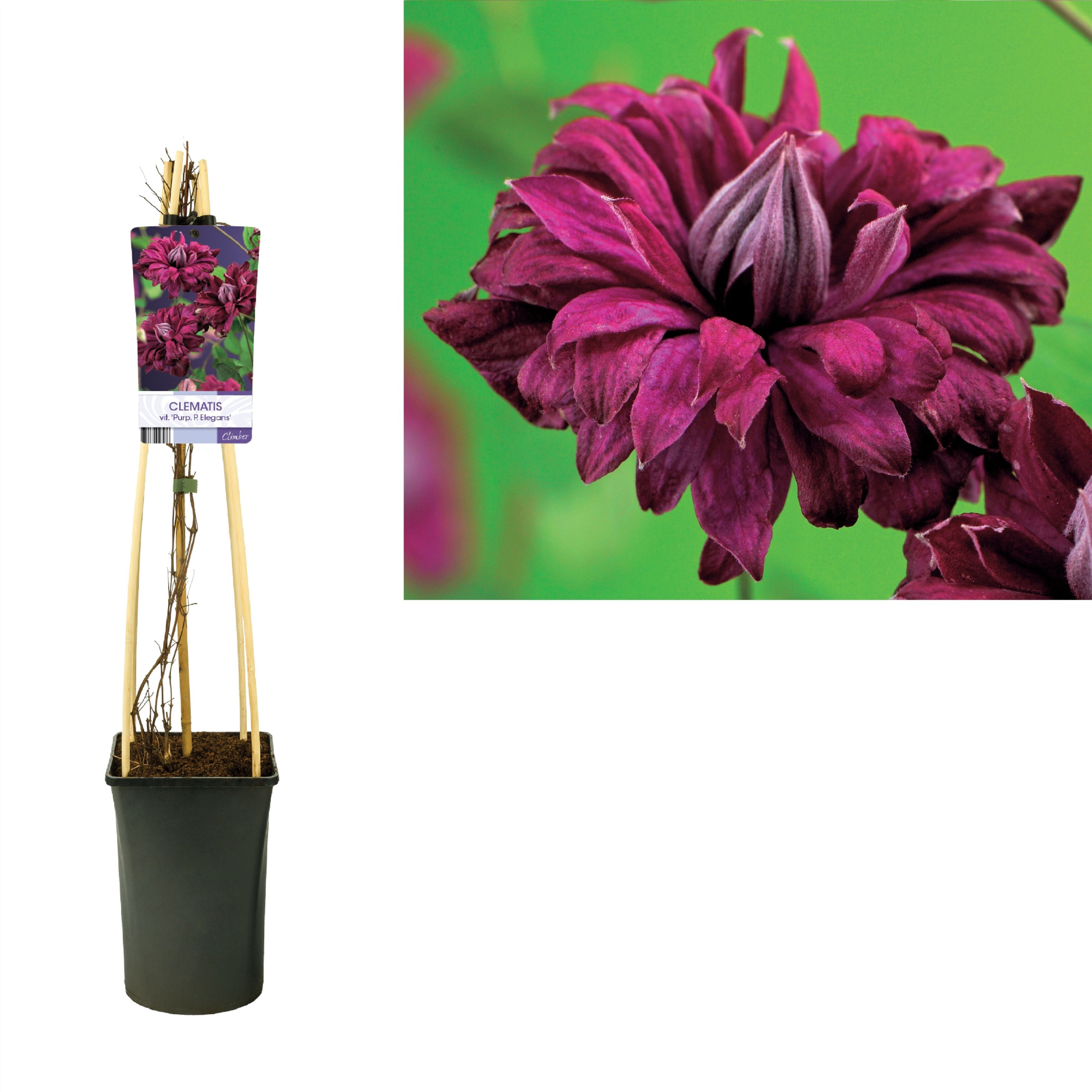 Clematis vit. 'Purp. P. Elegans' +light label, D 17 cm