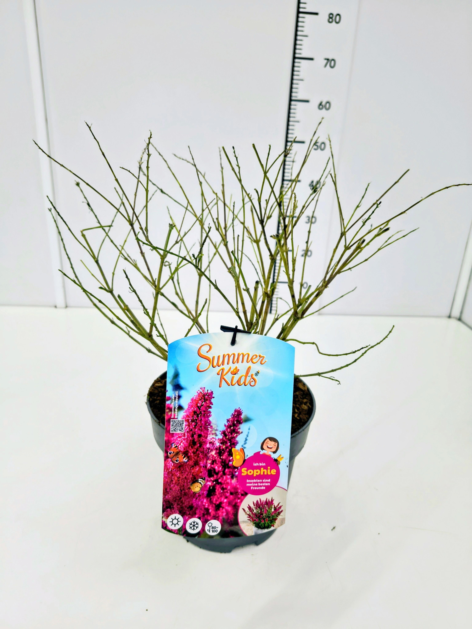 Buddleja d. 'Summer Kids® Sophie' C5, D 23 cm