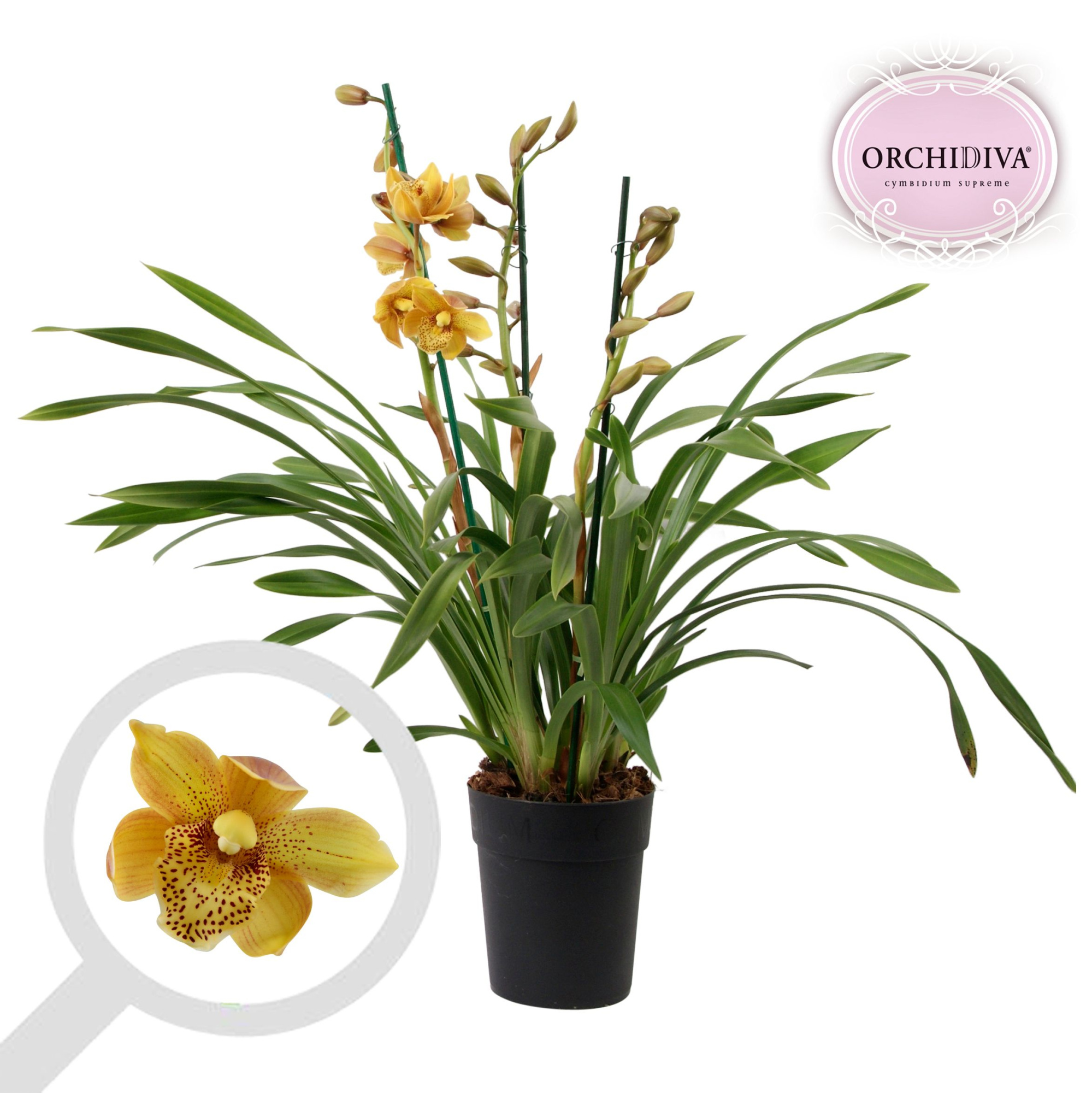 Cymbidium Cora Flor 3-4 tak, D 14