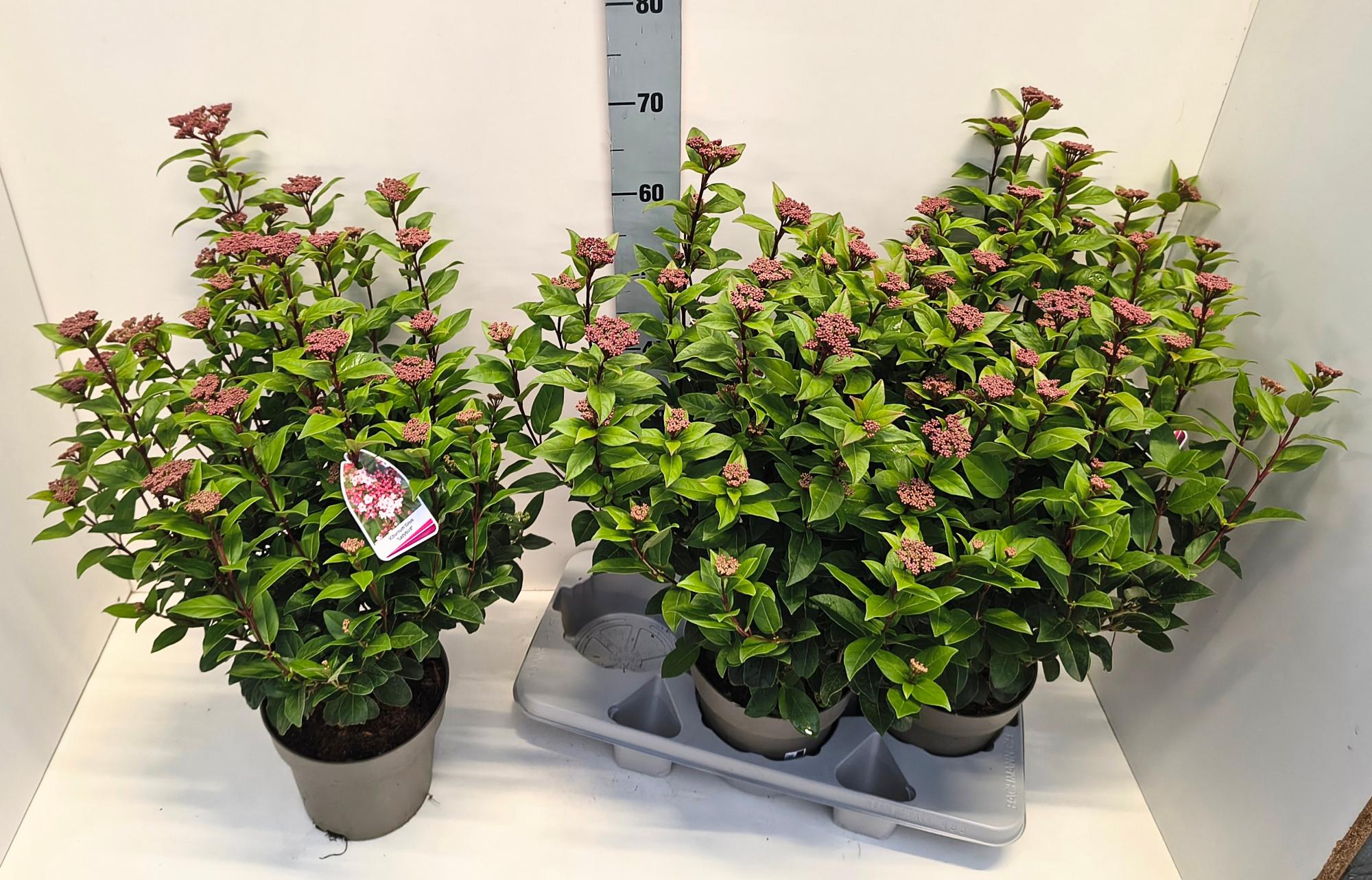 Viburnum Ladybird 19T, D 19