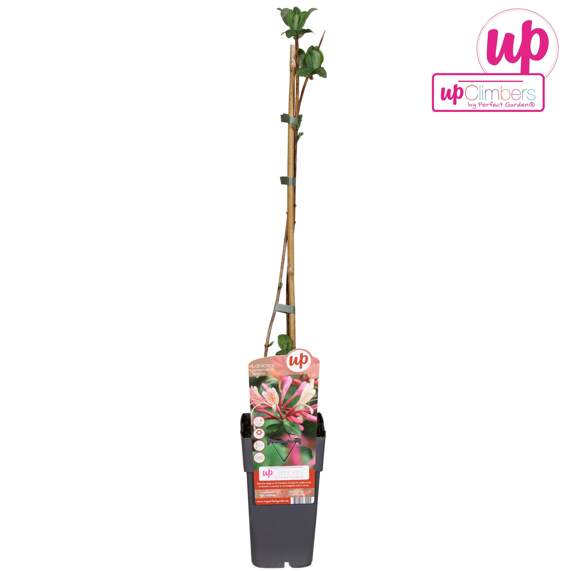 Lonicera periclymenum 'Belgica' P15, D 15