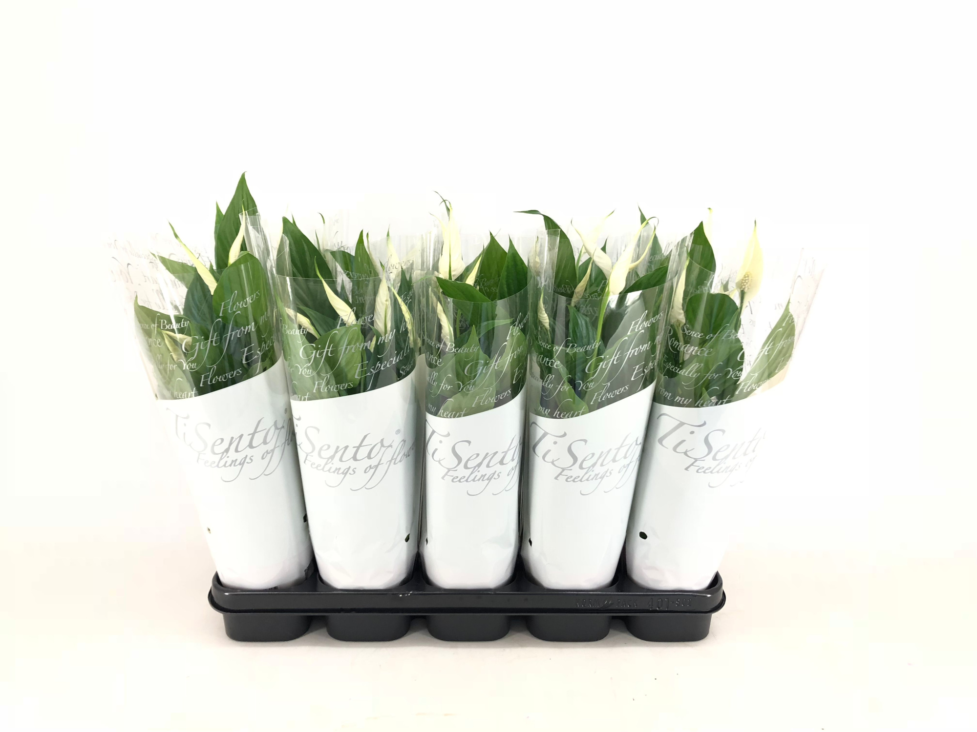 Spathiphyllum 12 cm, D 12 cm