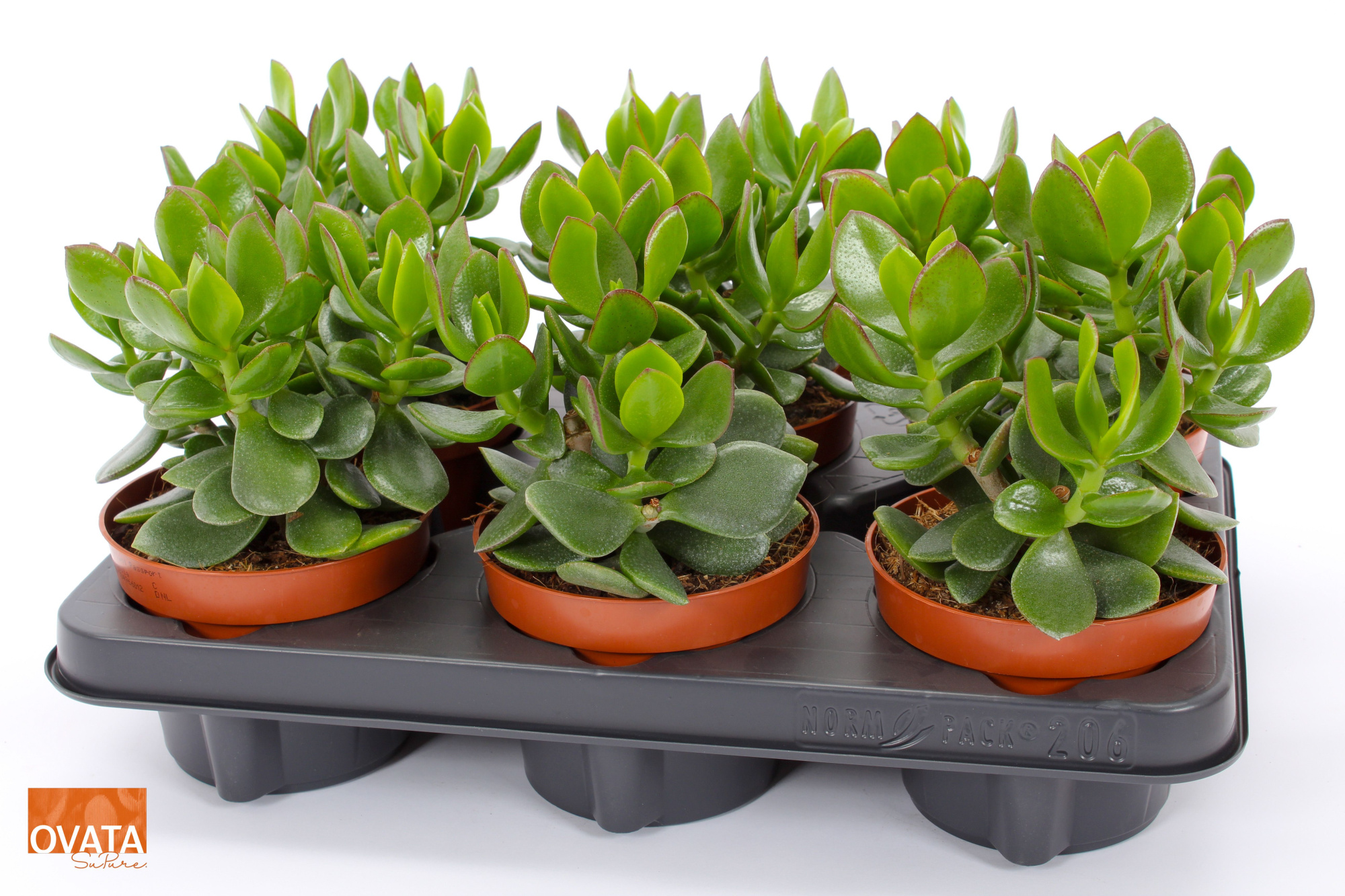 Crassula hulk 12 WOODS, D 12 cm