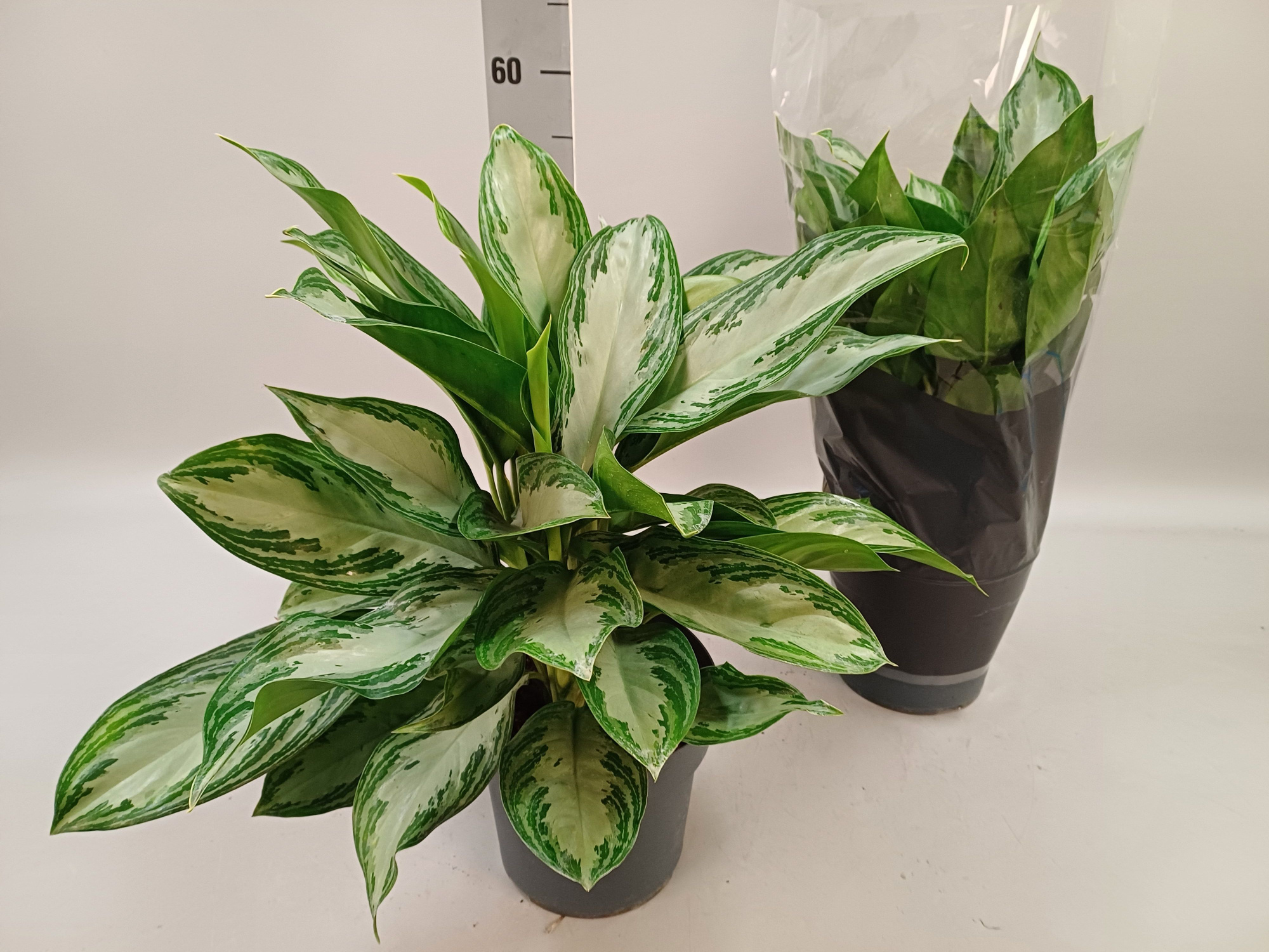 Aglaonema 'Silver Bay' P21, D 21