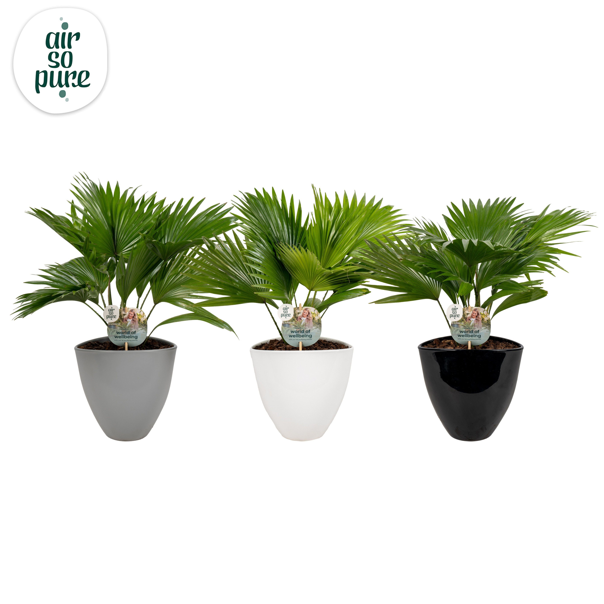 Livistona in avani pot mix aspd Air So Pure, D 22 cm