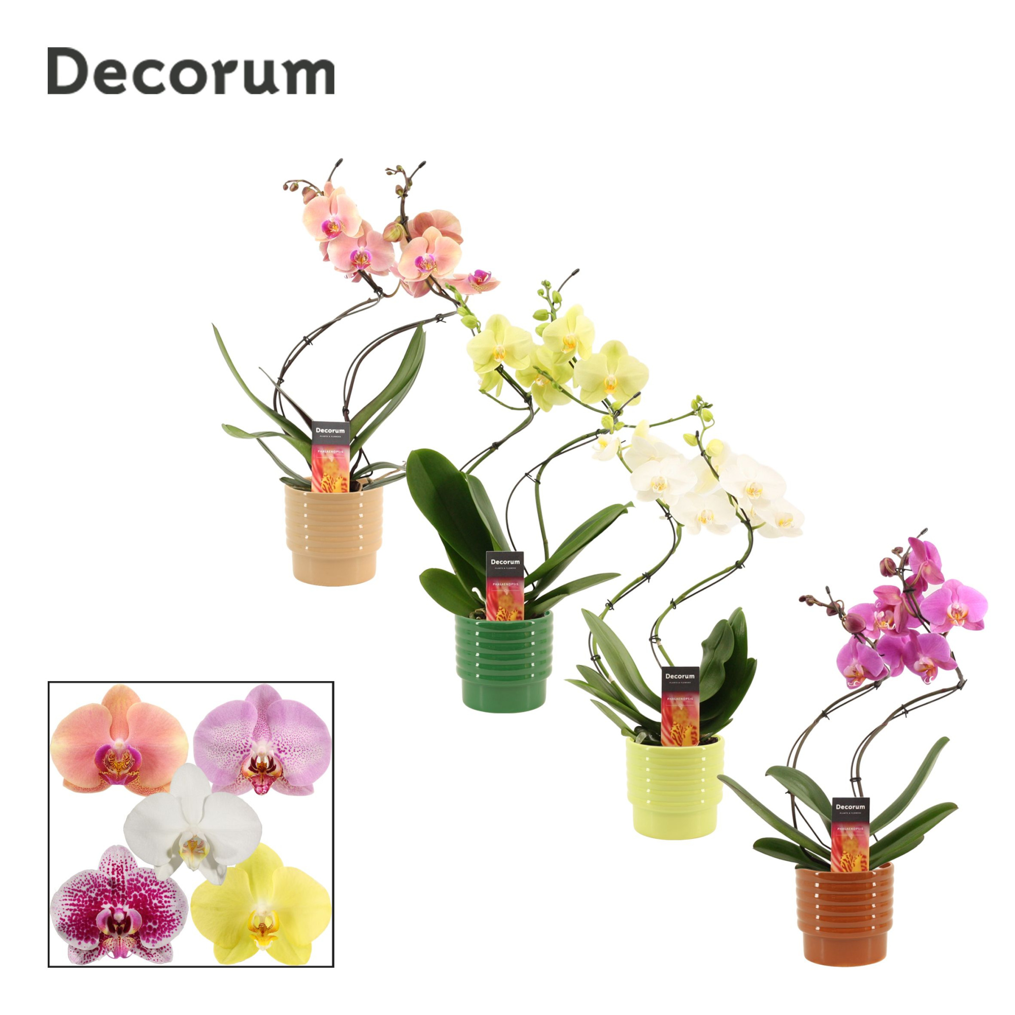 Phalaenopsis hurricane mix in Naemi (Natural bubble-collection), D 12 cm