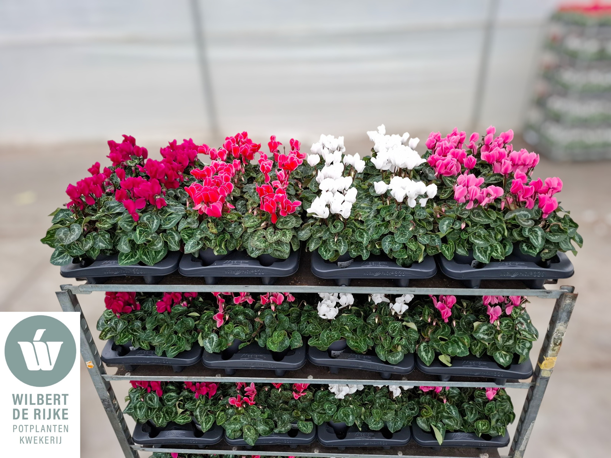 Cyclamen Midi Super Serie Allure Mixlaag (Cyclaam), D 12 cm