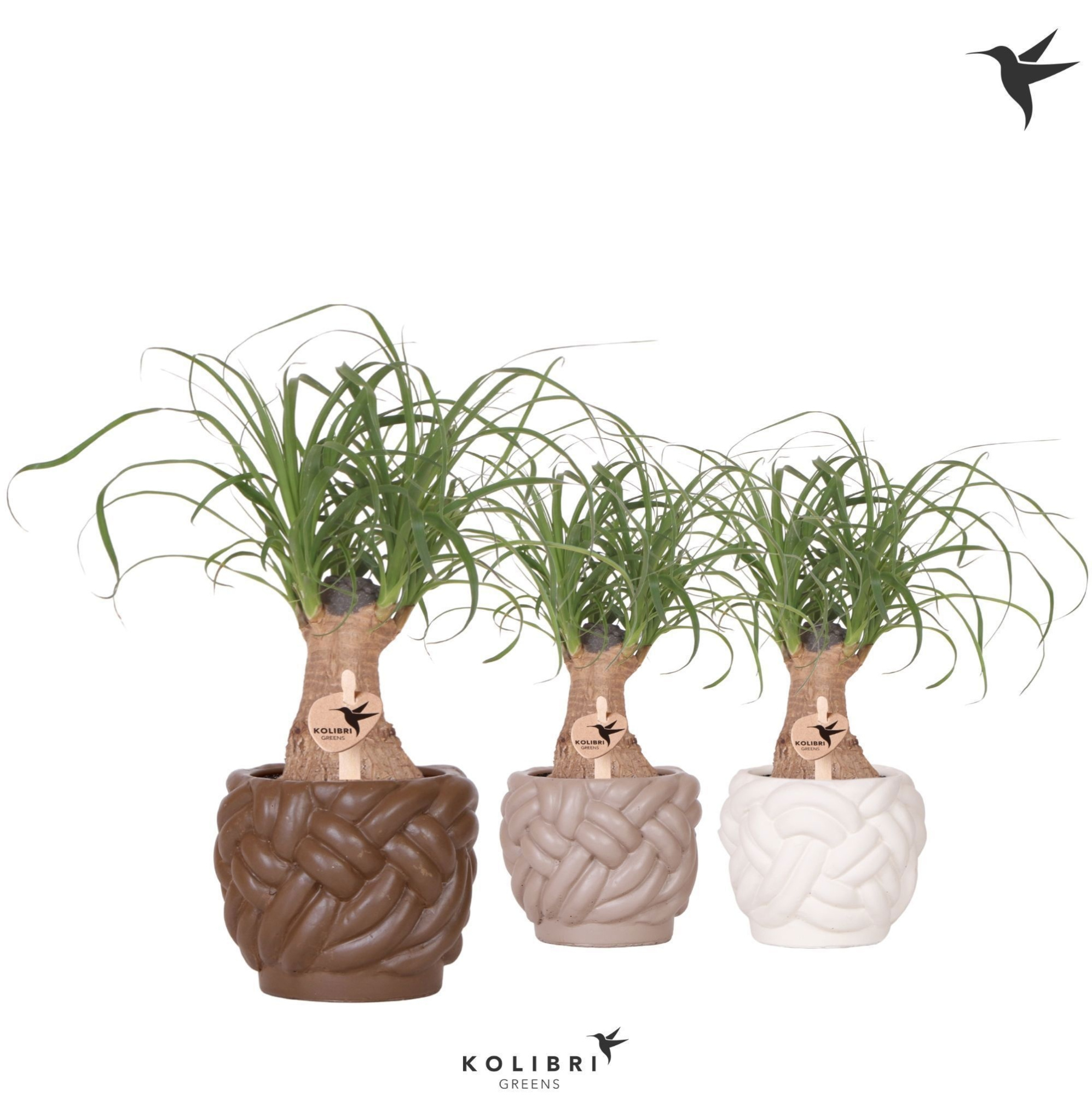 Kolibri Greens Beaucarnea in Rope pot mix, D 9