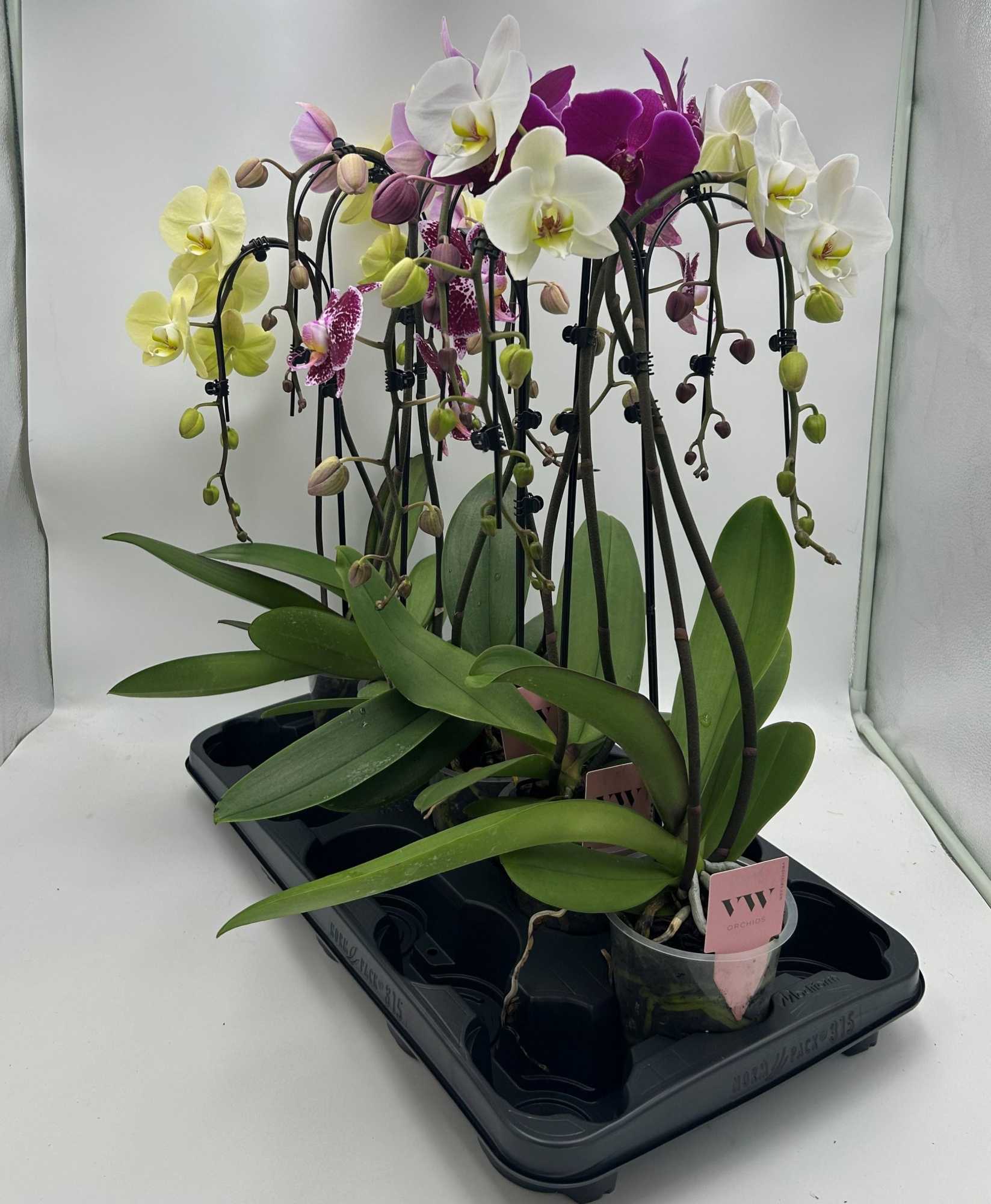 Phalaenopsis Double umbrella gemengd, D 12 cm