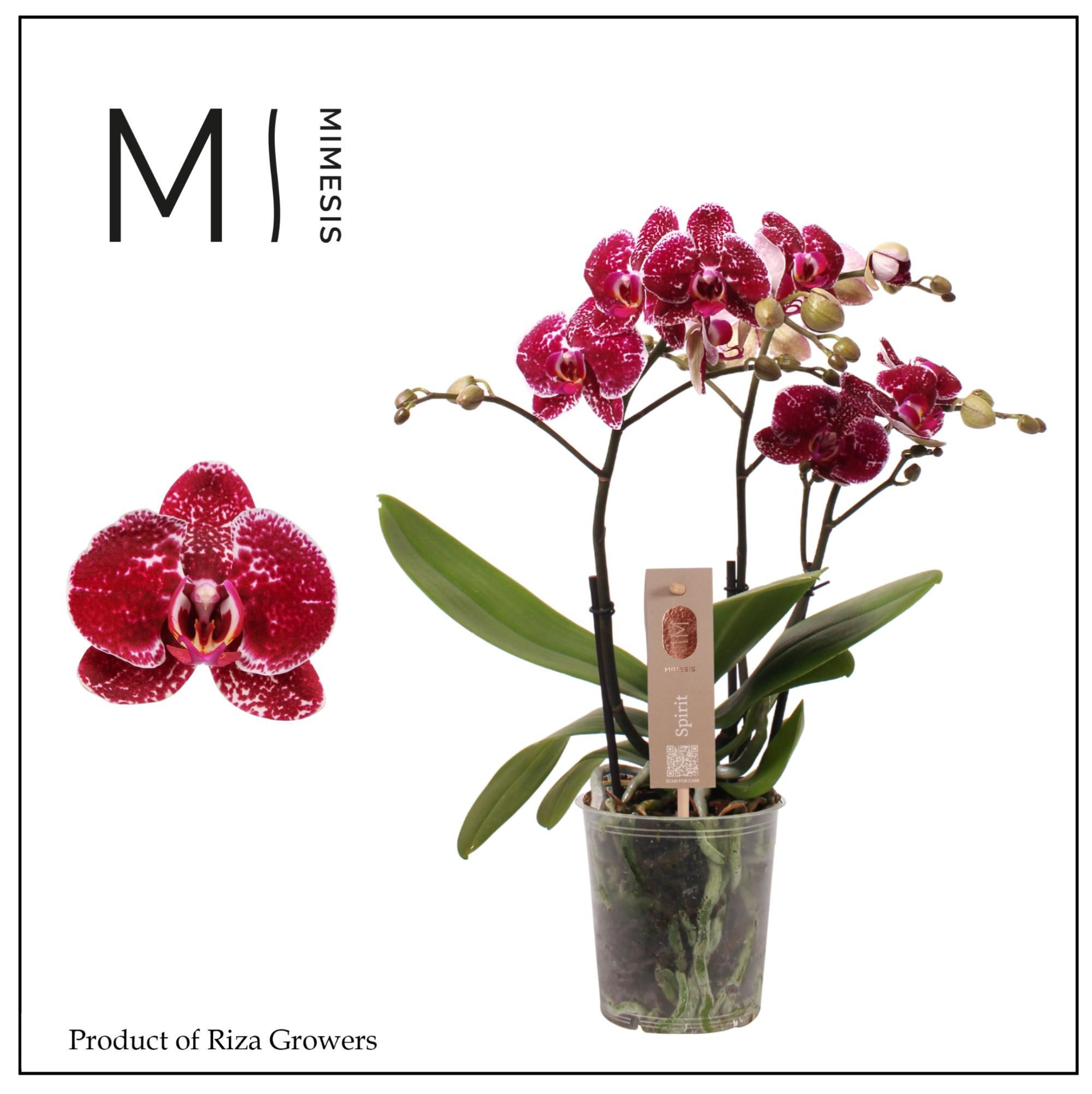 Phalaenopsis Spirit Red 3 spike - 12cm | Mimesis, D 12 cm