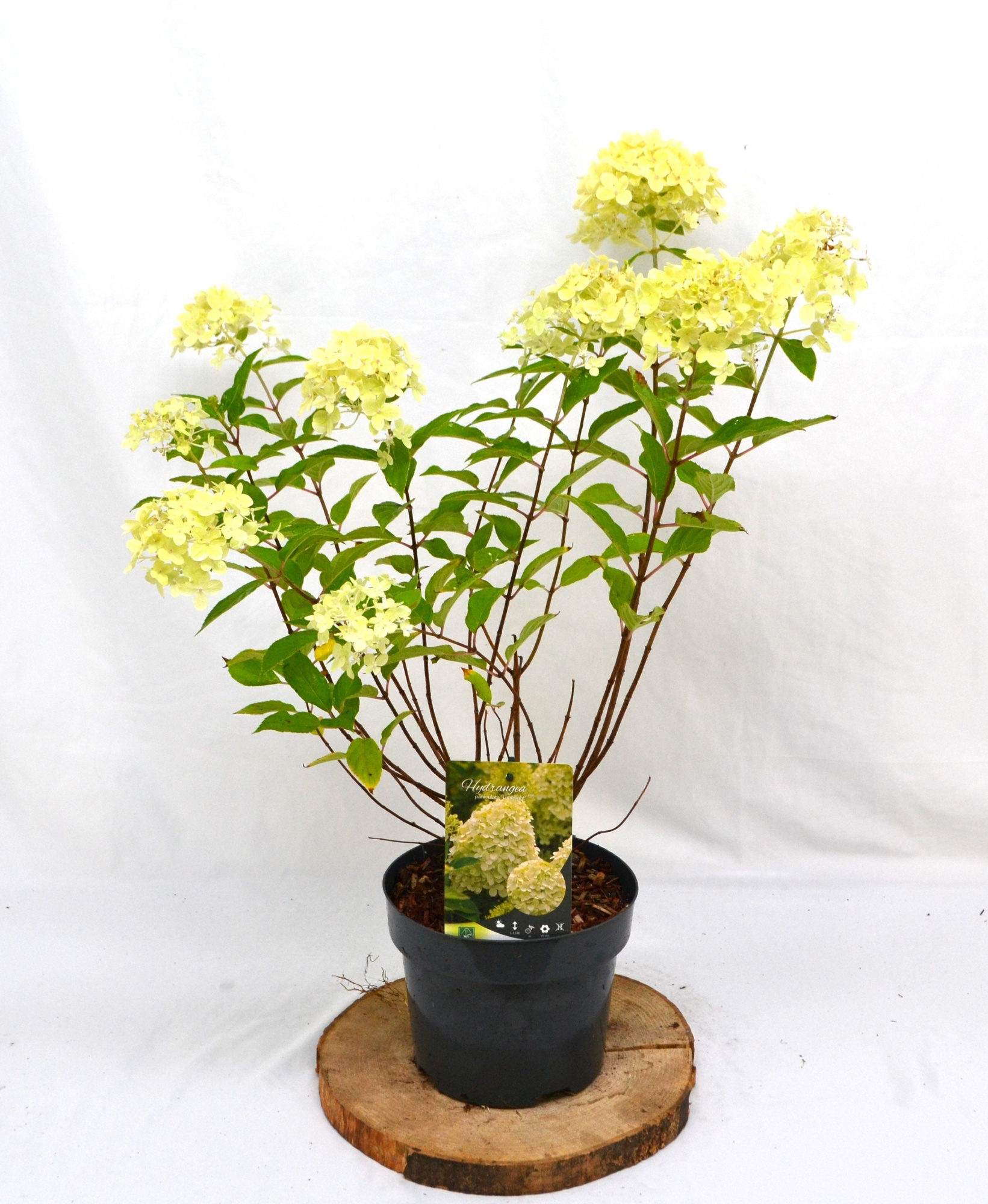 Hydrangea pan. 'Limelight' C3 30-40, D 19 cm