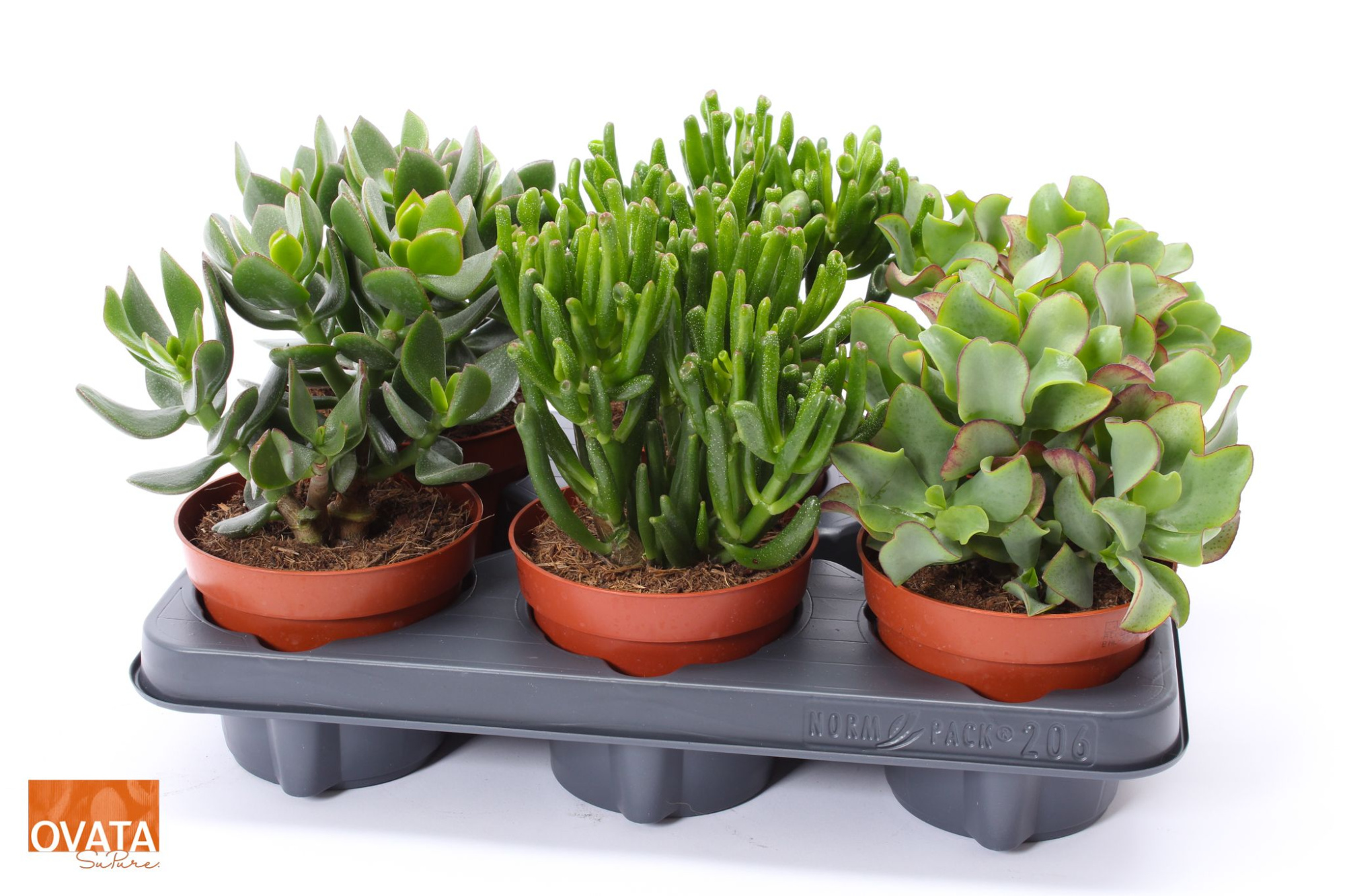 Crassula mix 12 WOODS, D 12 cm