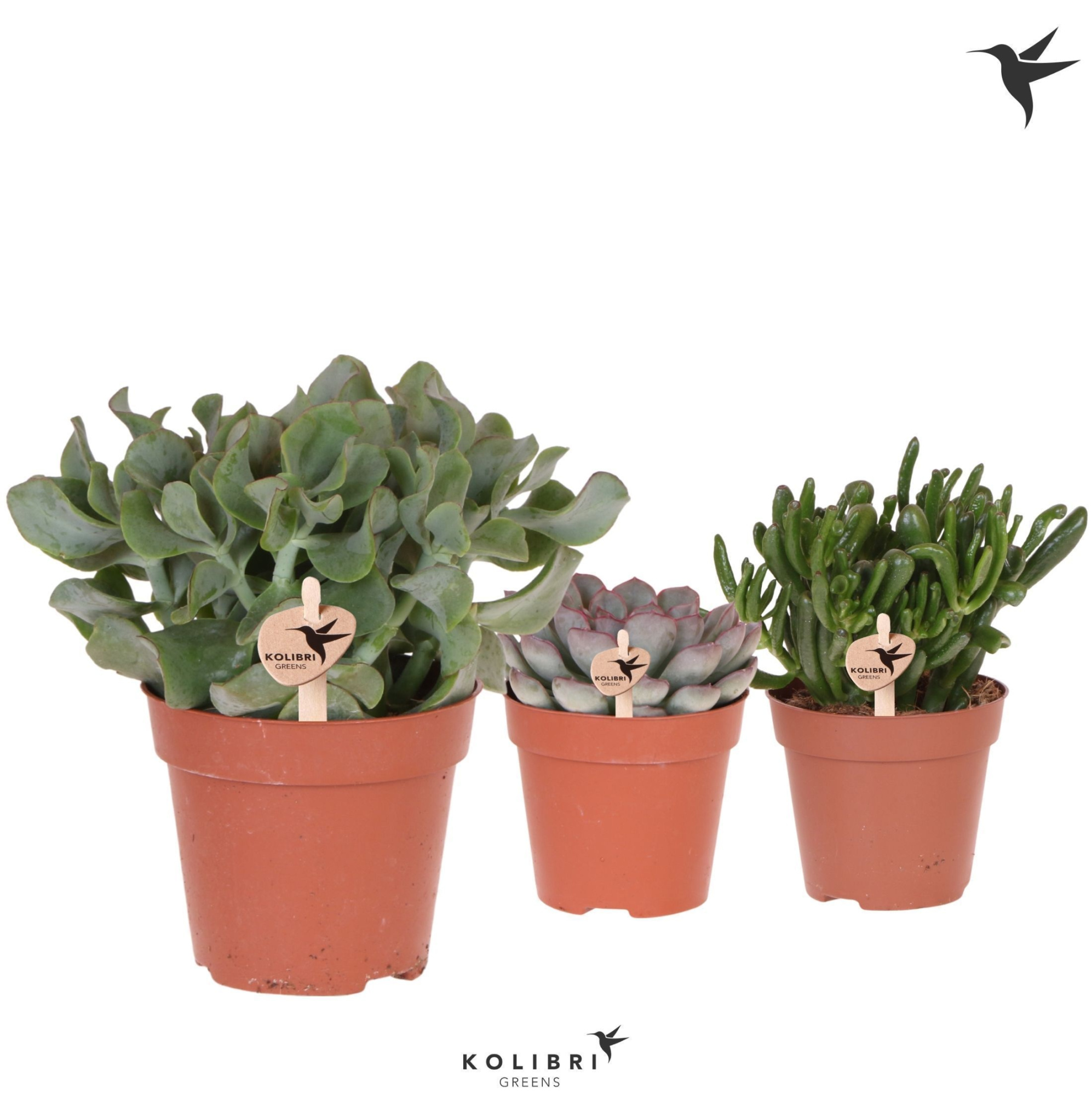 Kolibri Greens Succulenten mix, D 12 cm