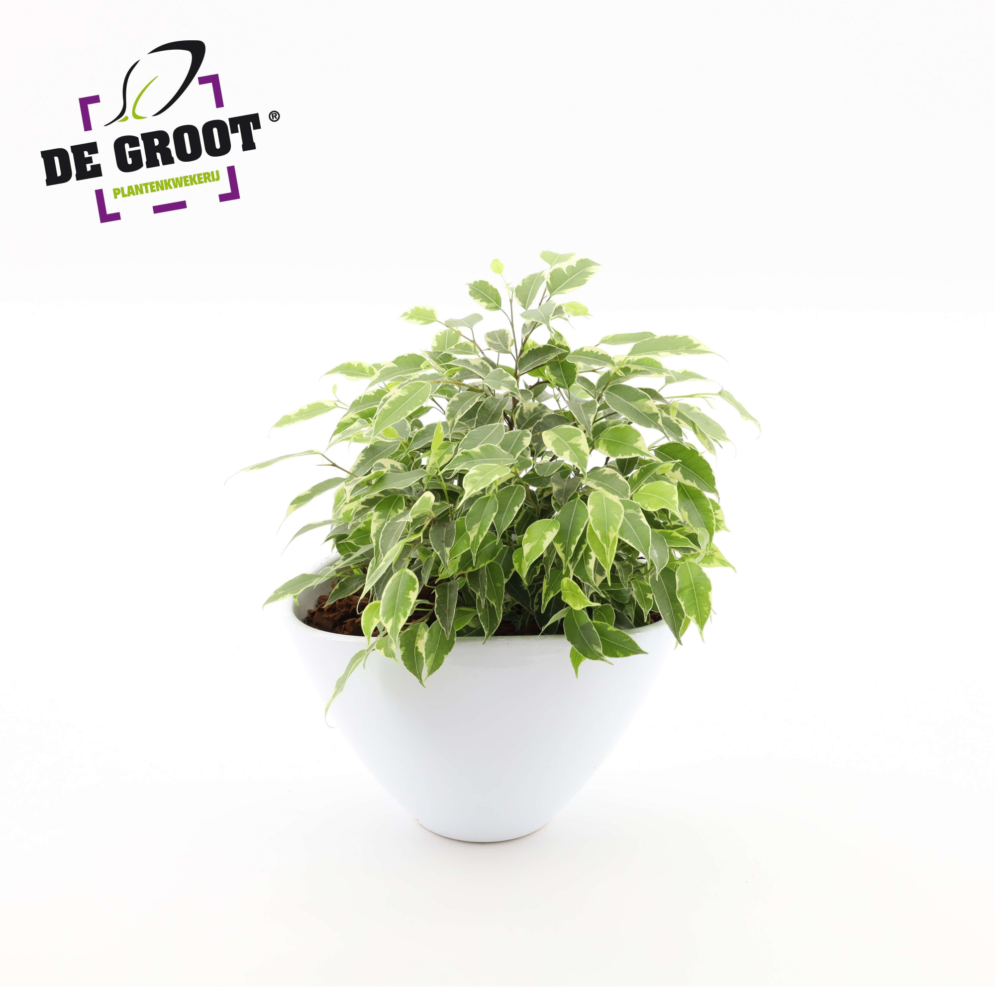 Arrangement ficus kinky in enveloppot, D 18 cm