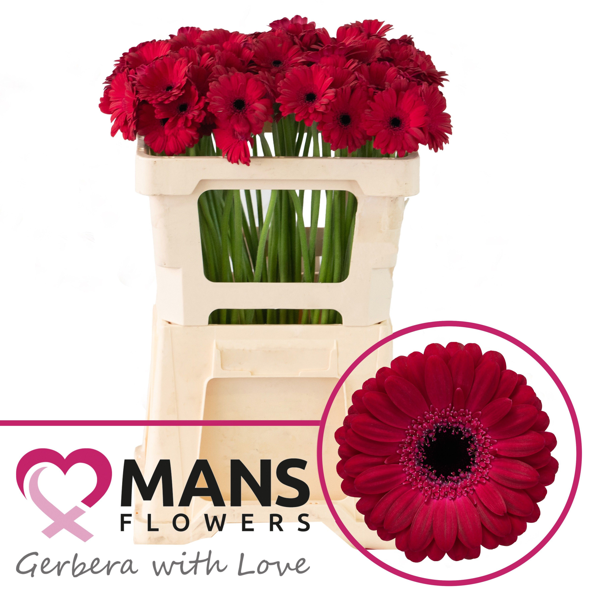 Гермини Диана, шт.